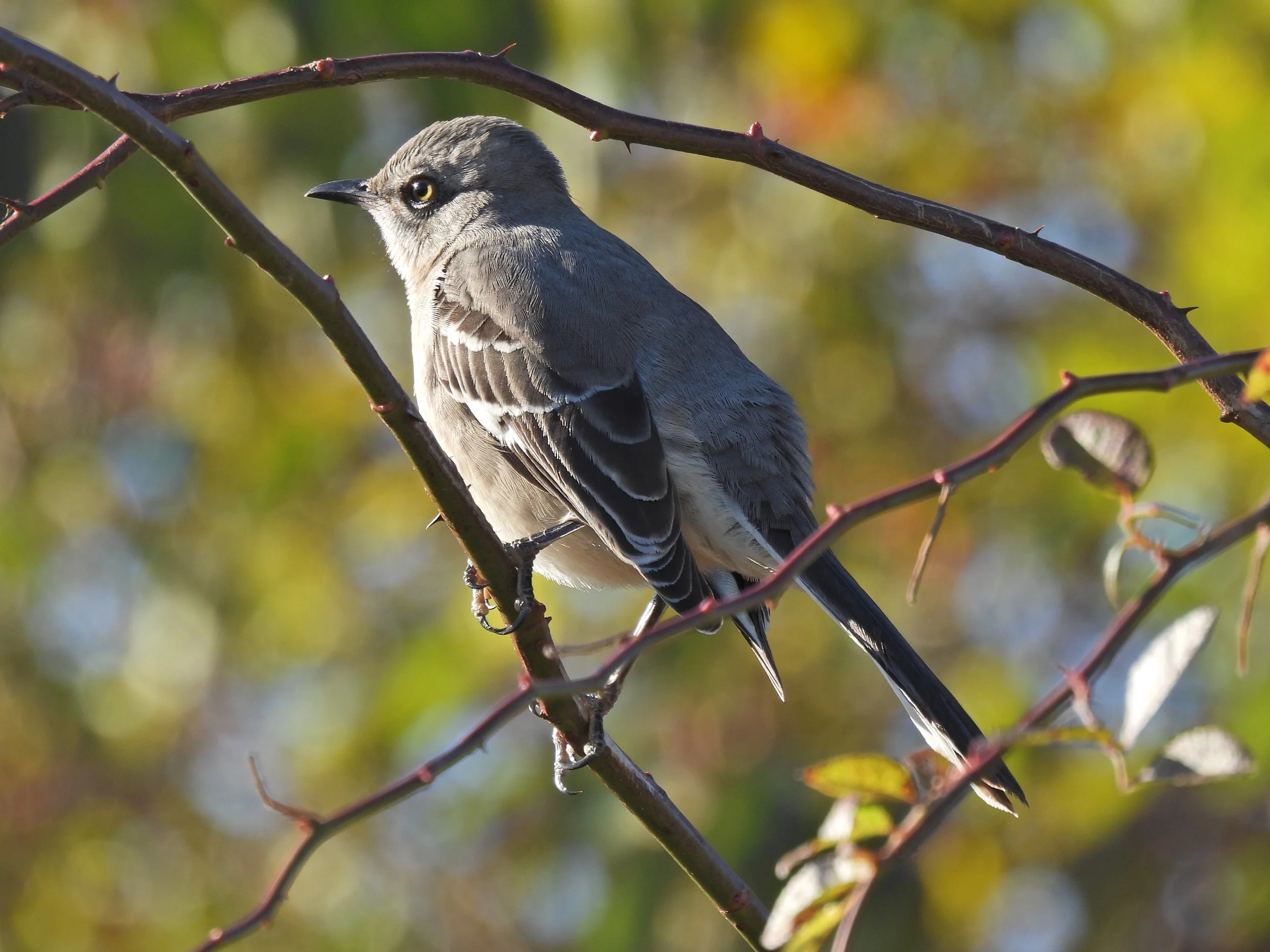 Friday Morning Birders - Hallock State Park Preserve