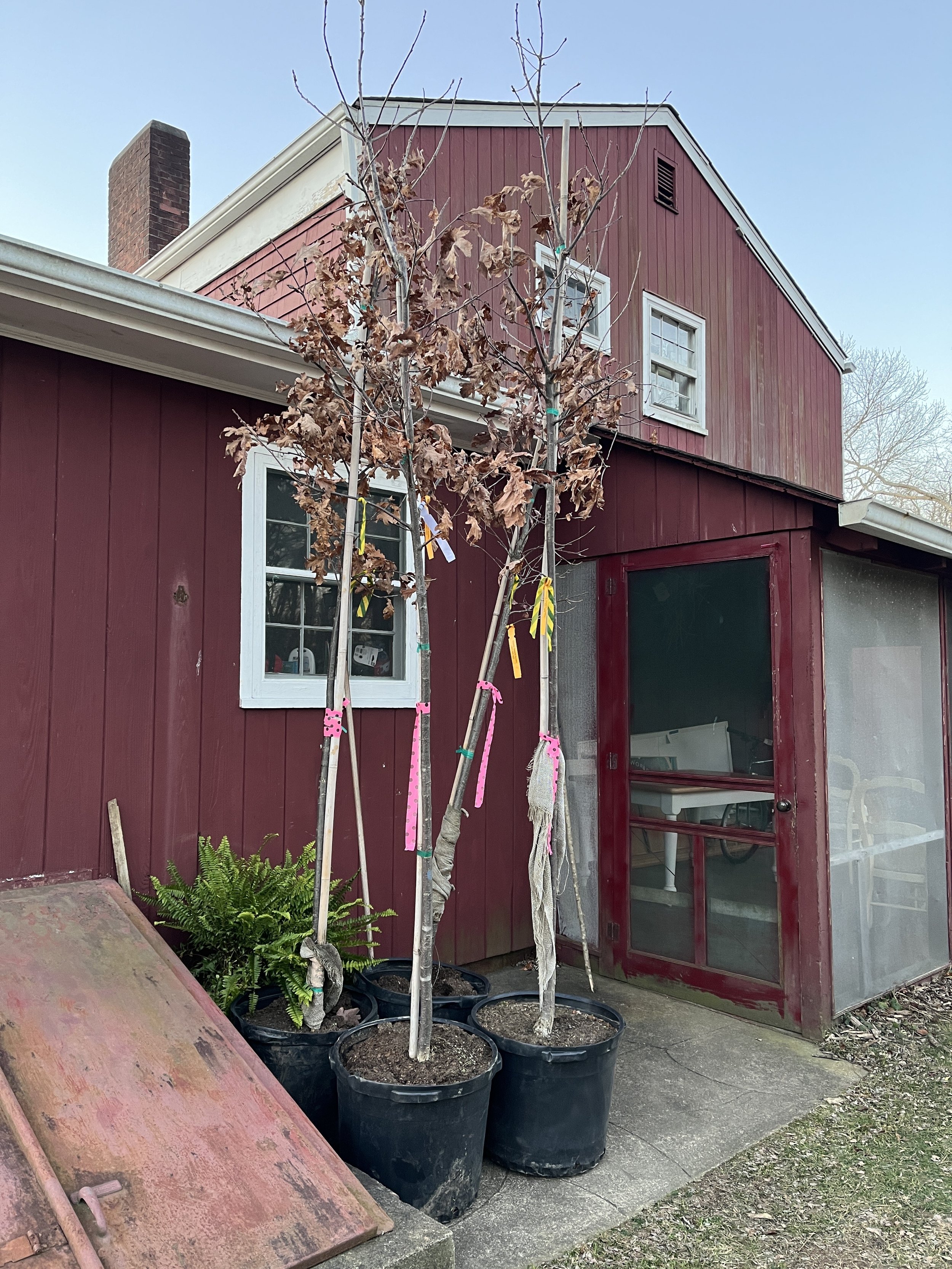 Volunteer Event - Help Plant Oak Trees 