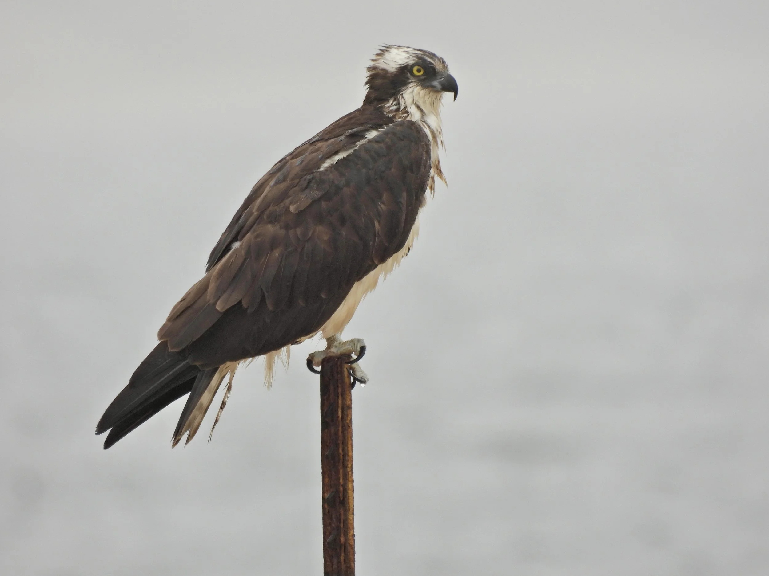 “Return of the Osprey” Celebration with Mattituck Park District &amp; Turtleback Farm
