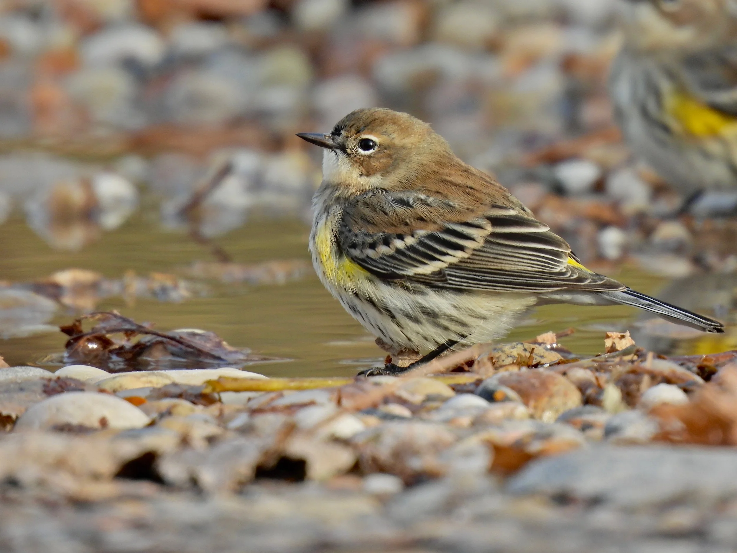 Friday Morning Birders - Hallock State Park