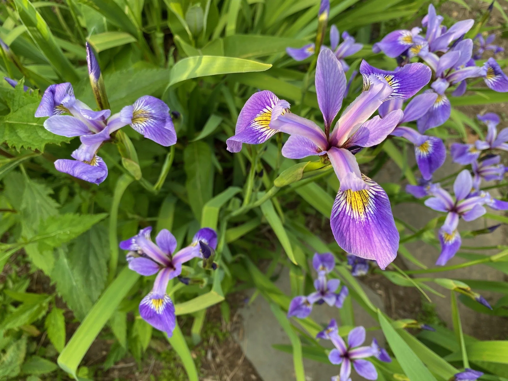2025 Spring Native Plant Sale