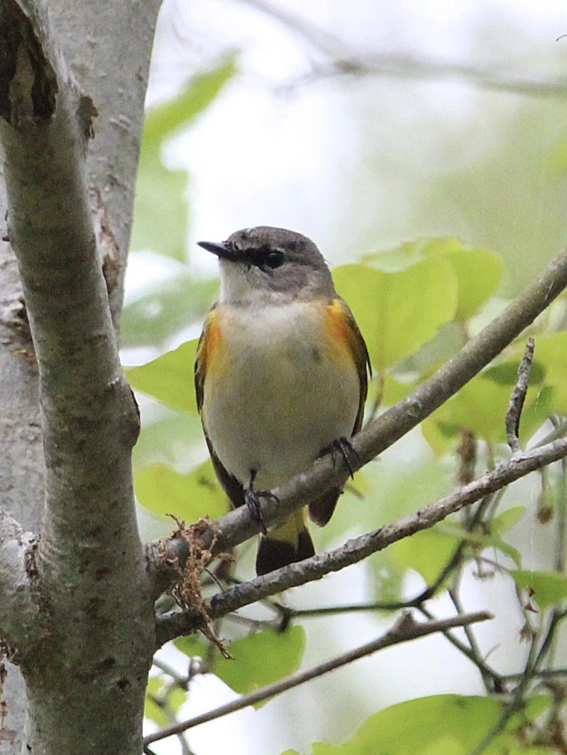 redstart2.JPEG