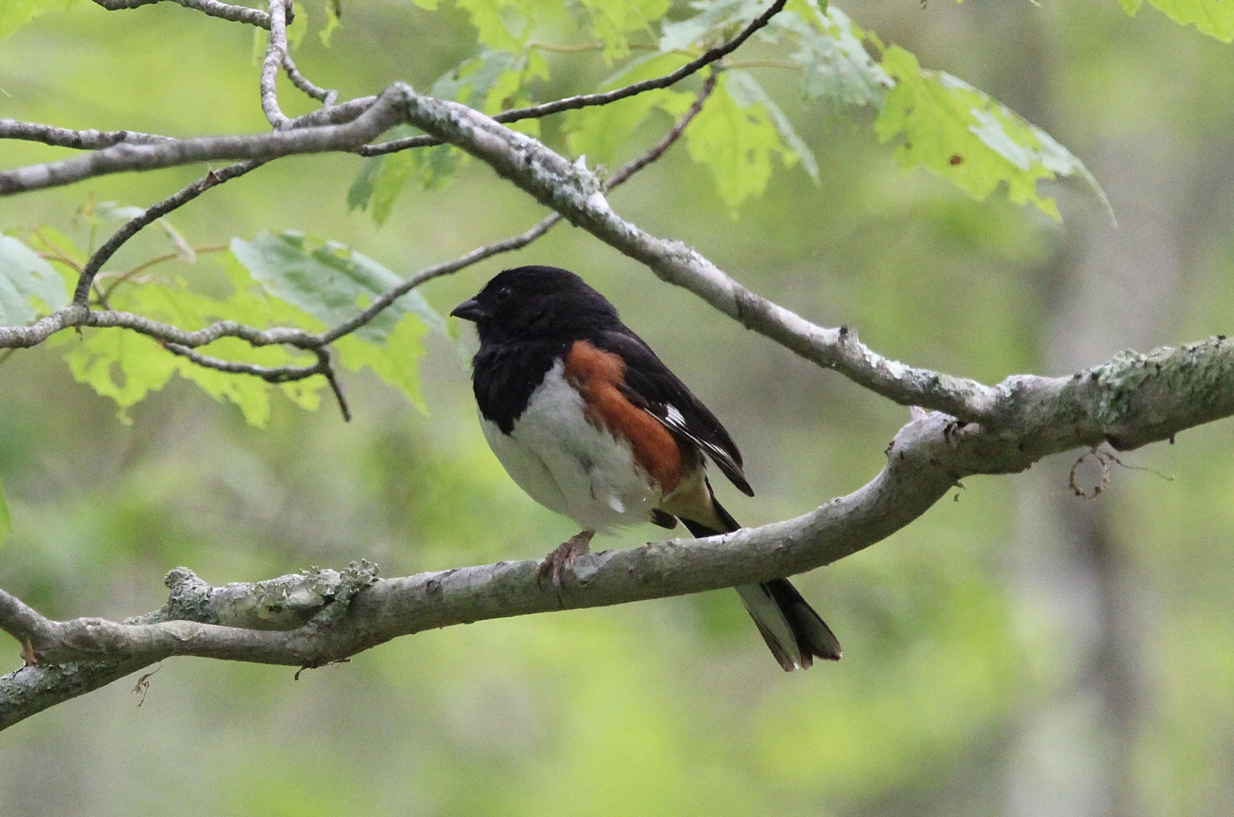 towhee1.JPEG