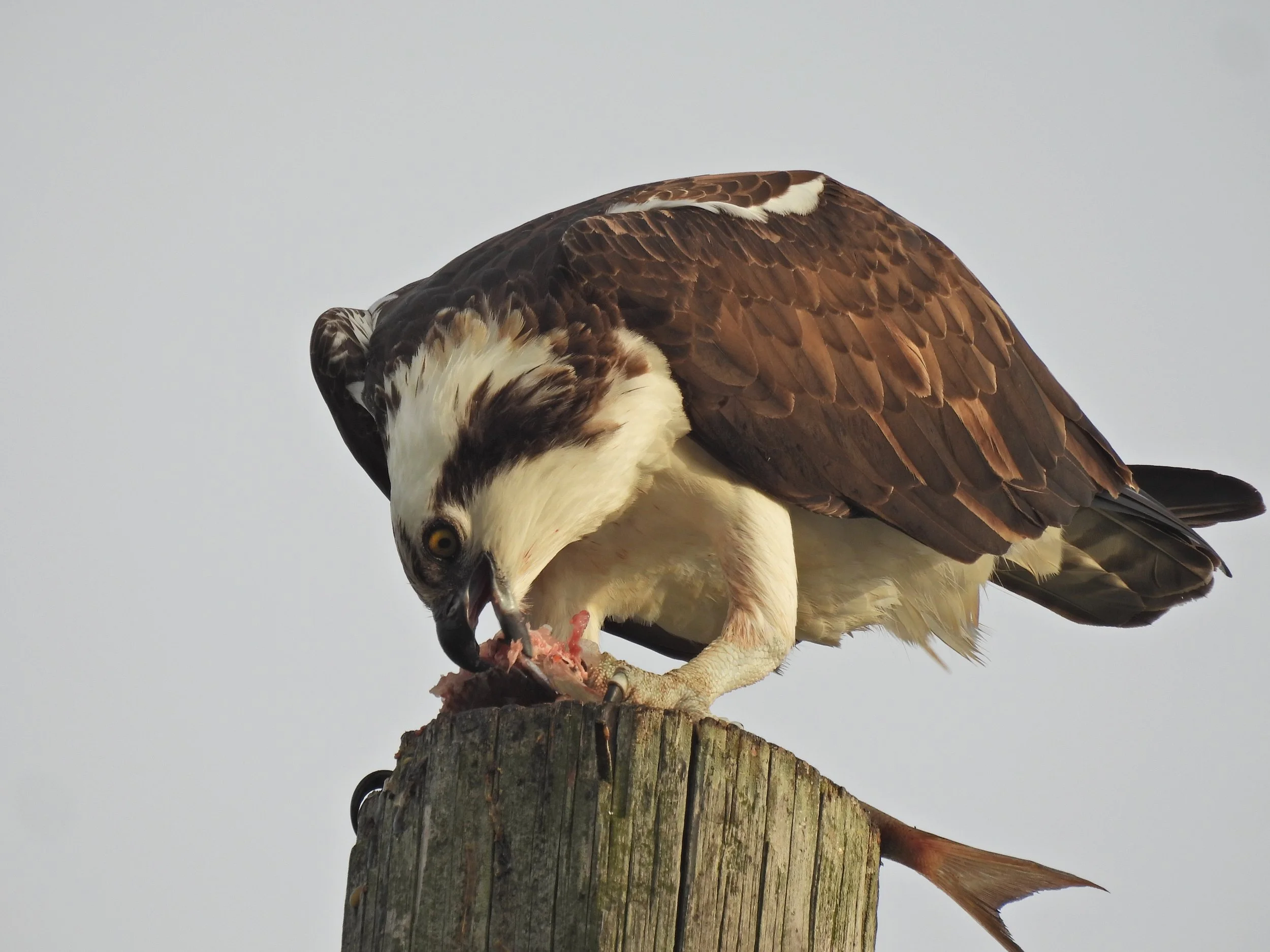 Beginner Birder with Tom Damiani 