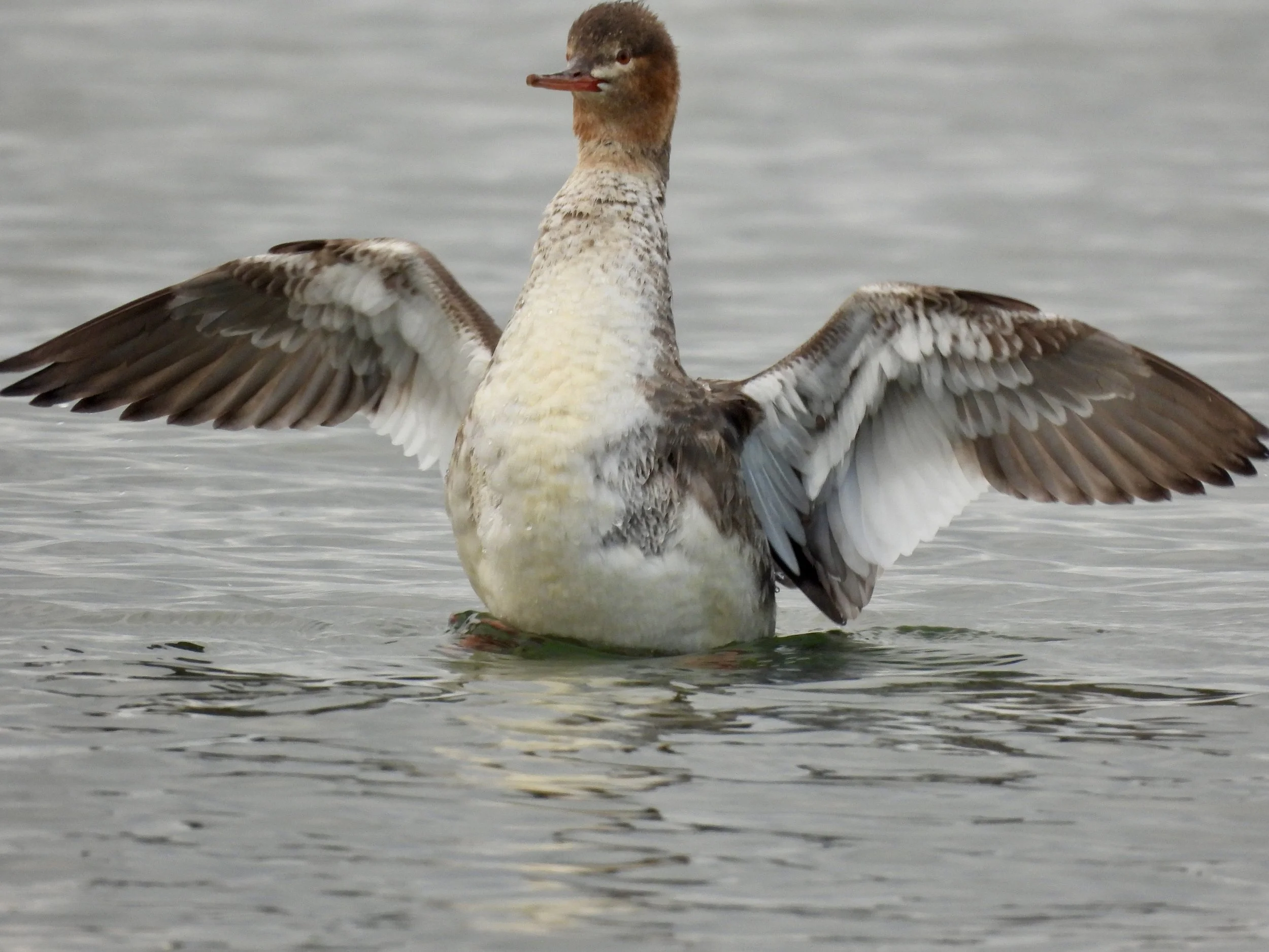 Friday Morning Birders - Cedar Beach