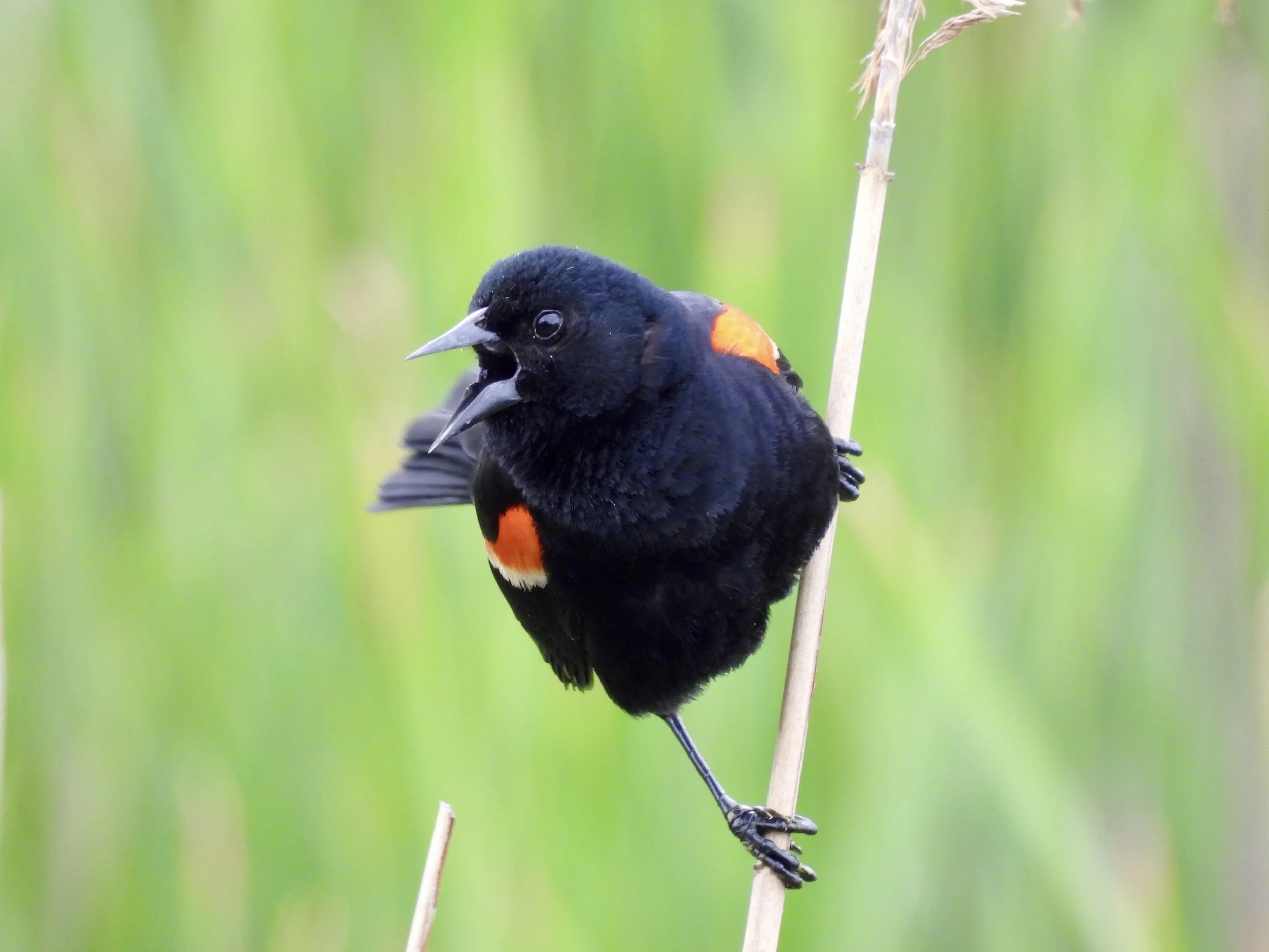 "Wild Birds: Whacky, Weird and Wonderful!" Zoom Presentation by Dianne Taggart  