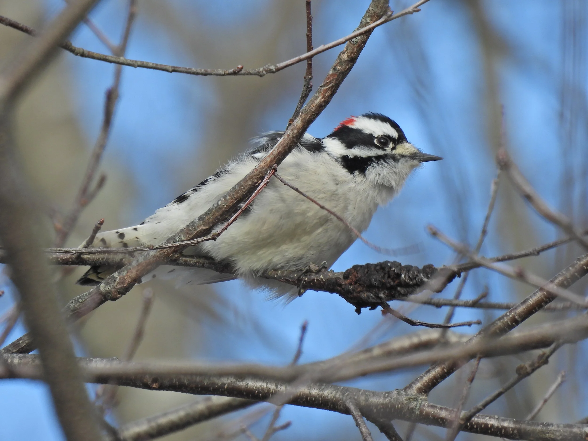 Friday Morning Birders - Hallock State Park 