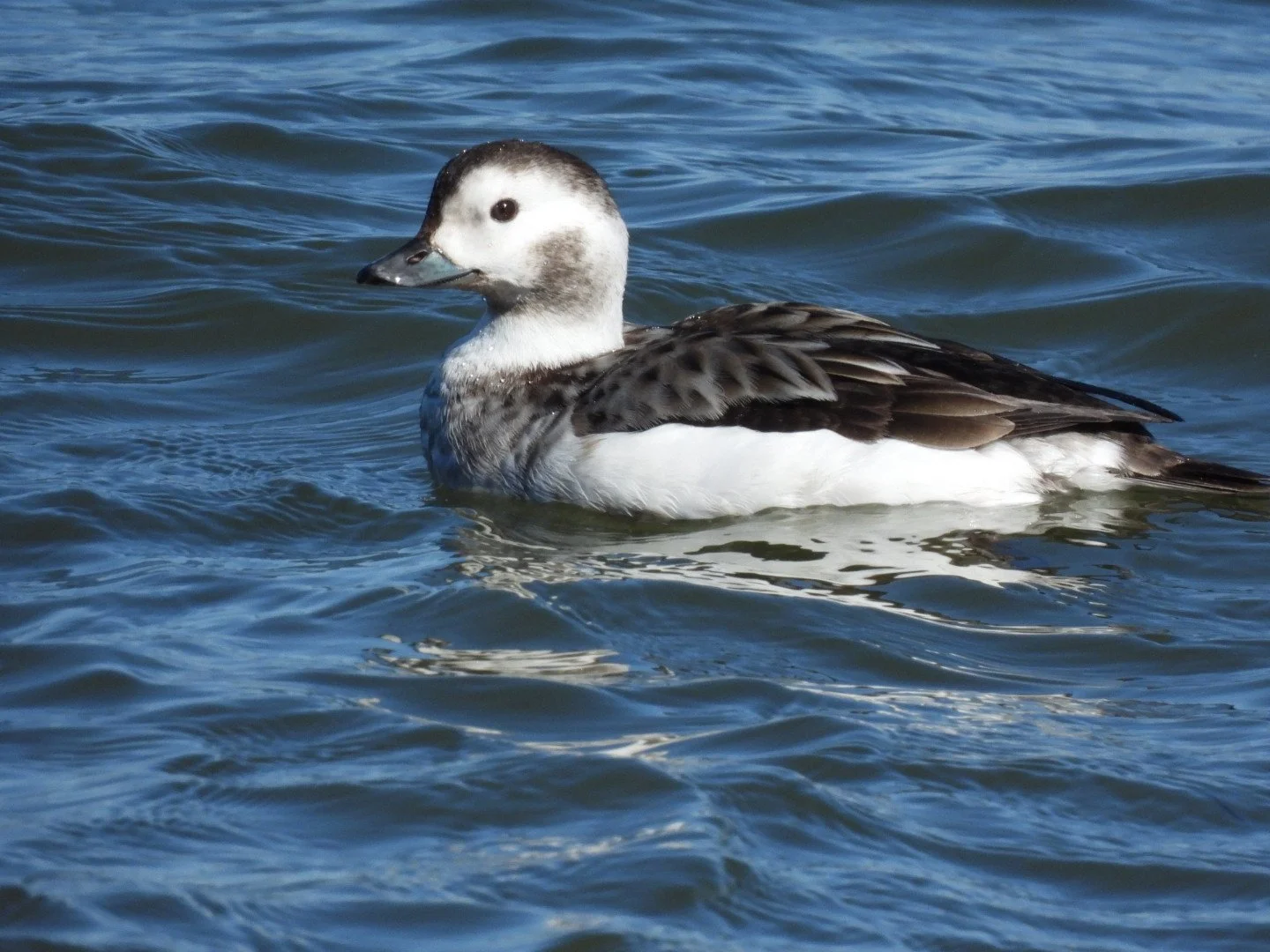 Tuesdays with Tom - Drive by Birding: Grumman Blvd. 