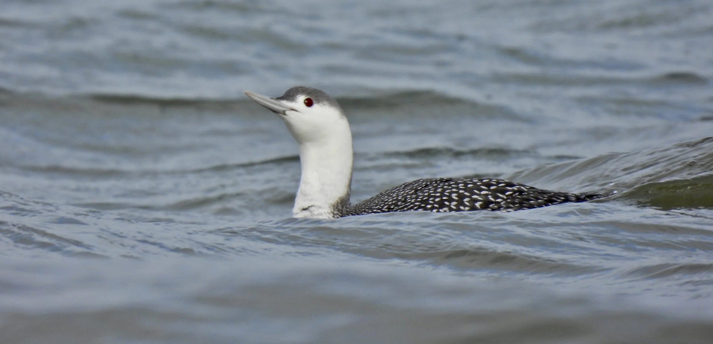 Friday Afternoon Birders - North Fork Ponds