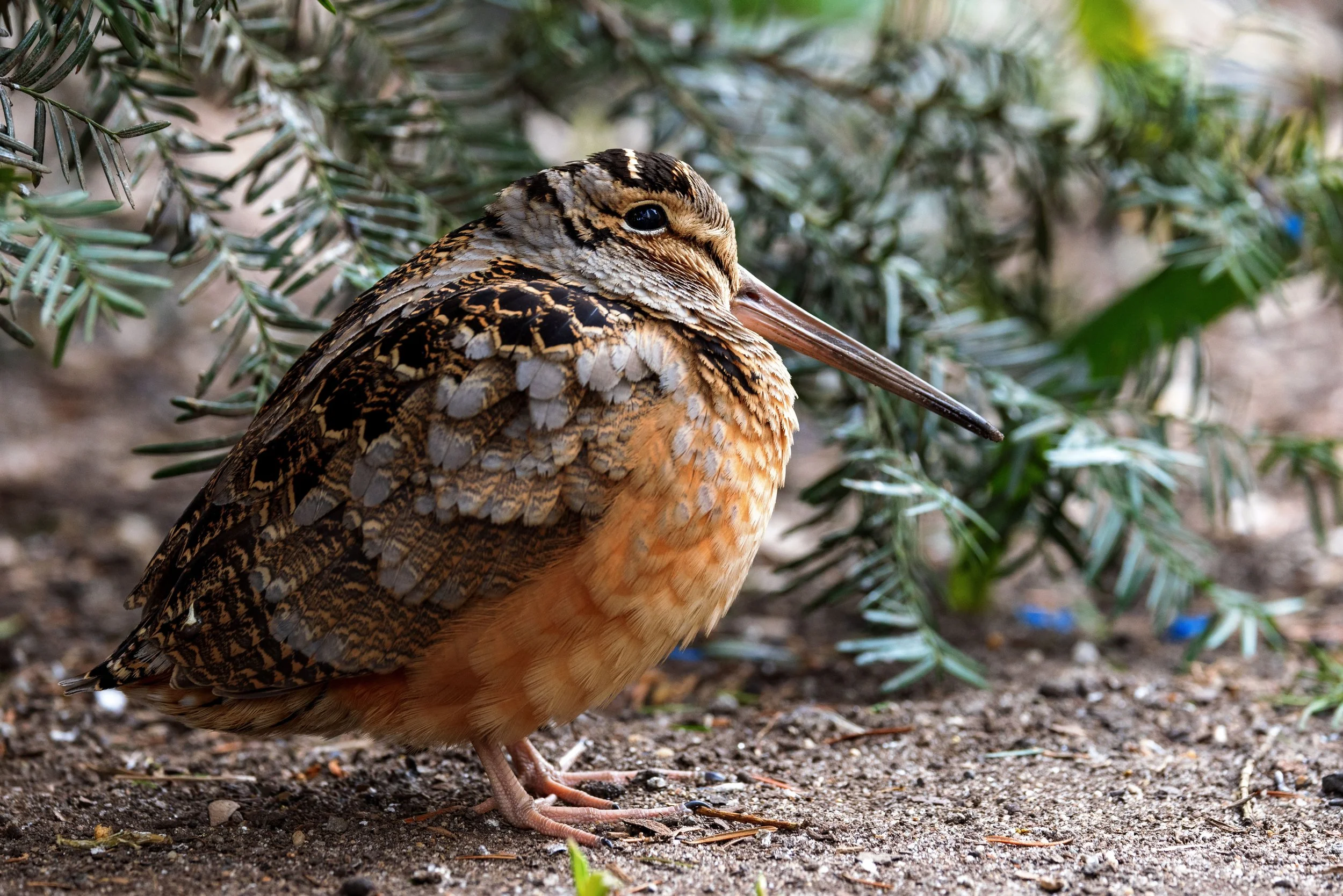 Friday Evening Birders - North Fork Preserve with John Turner