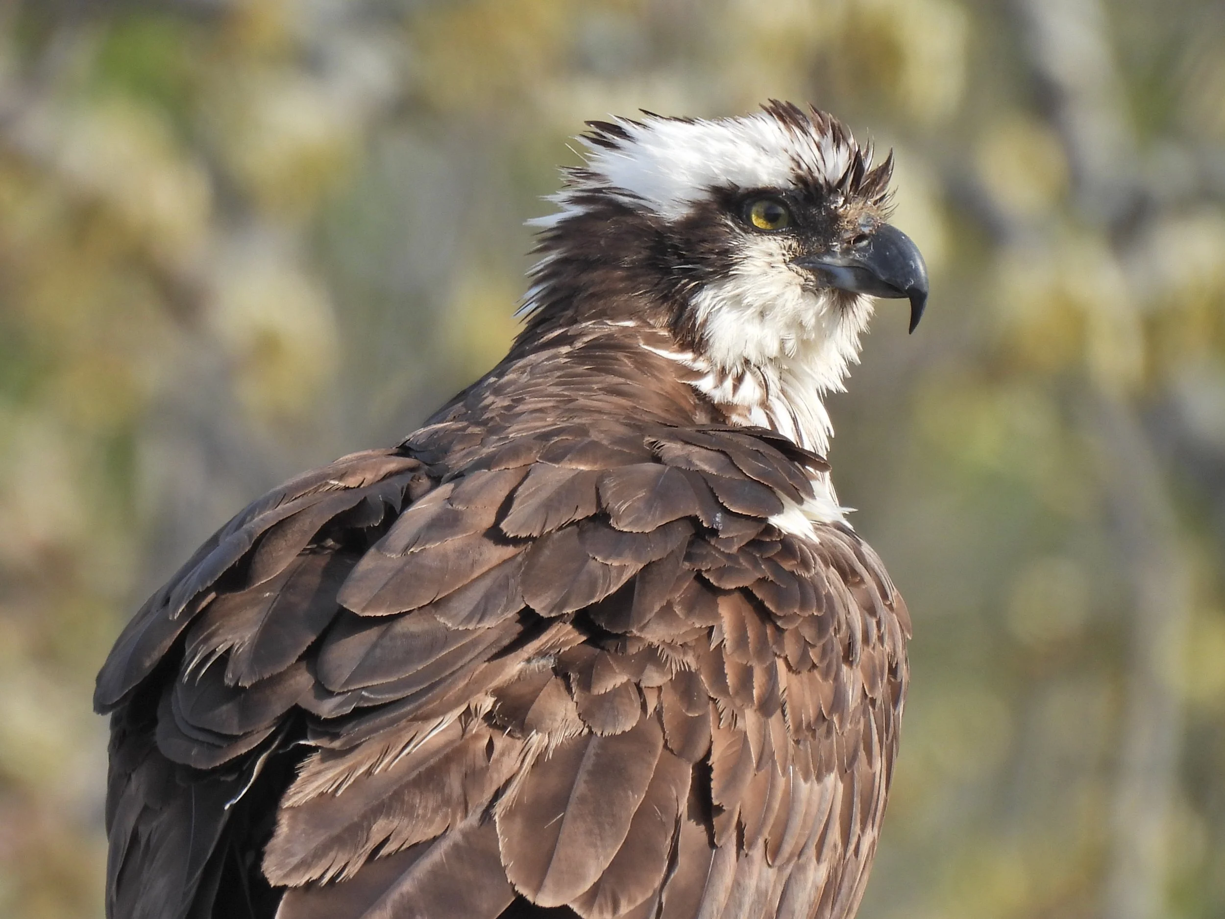 Tuesdays with Tom - Paul Stoutenburg Preserve 