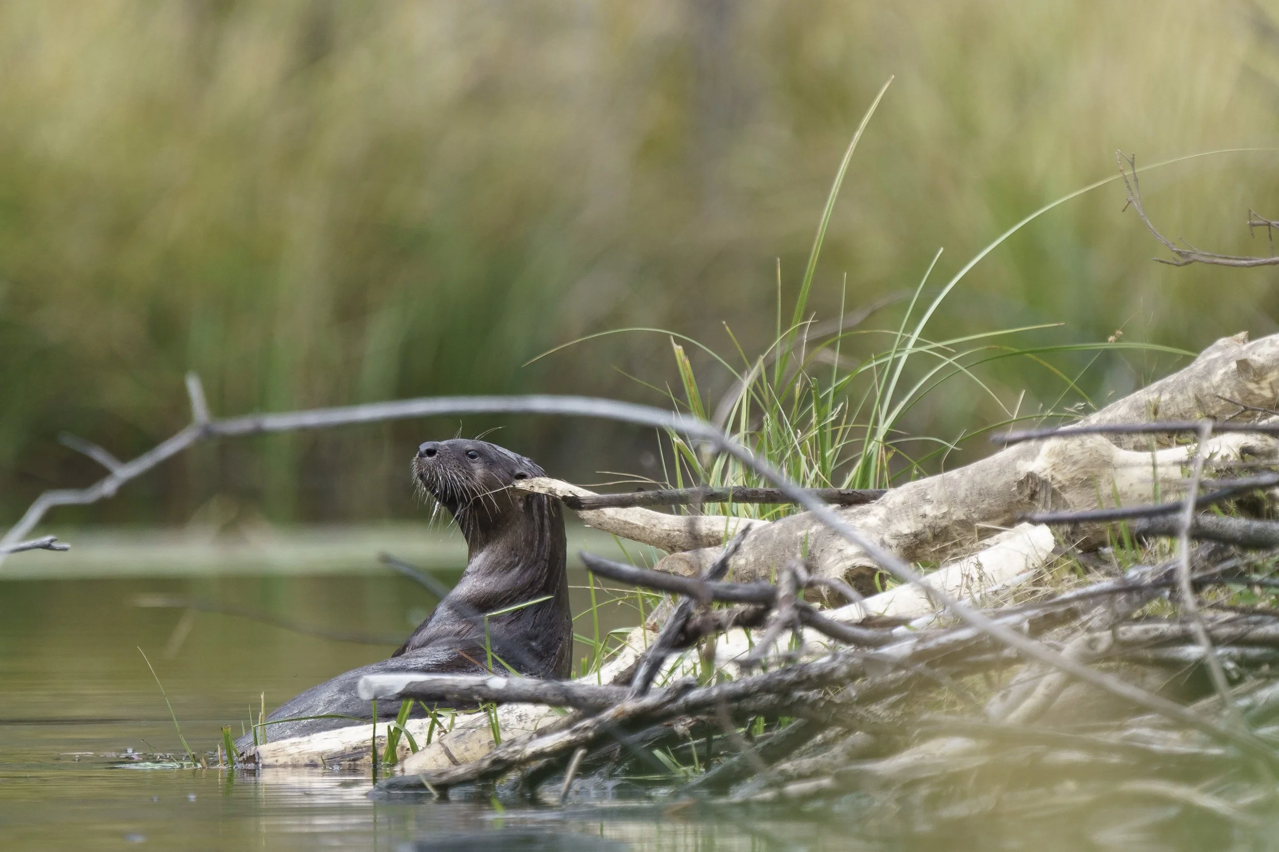 The Status of Otters in the Peconic Estuary: results of 2024-2025 river otter survey by Mike Bottini 