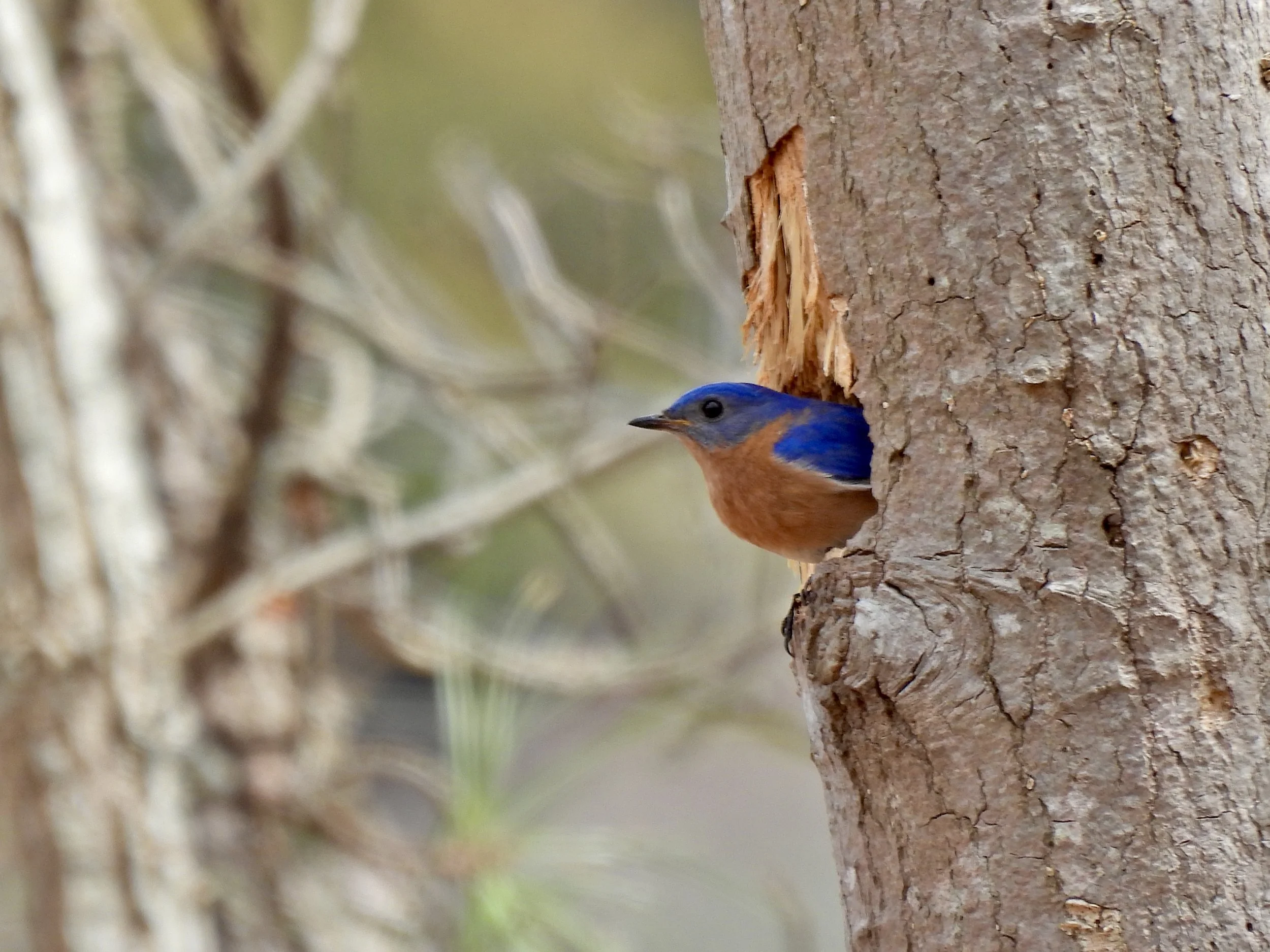 Beginner Birder with Tom Damiani  