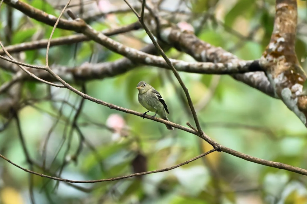 Informing Conservation with Audubon's Migratory Bird Tracking Program