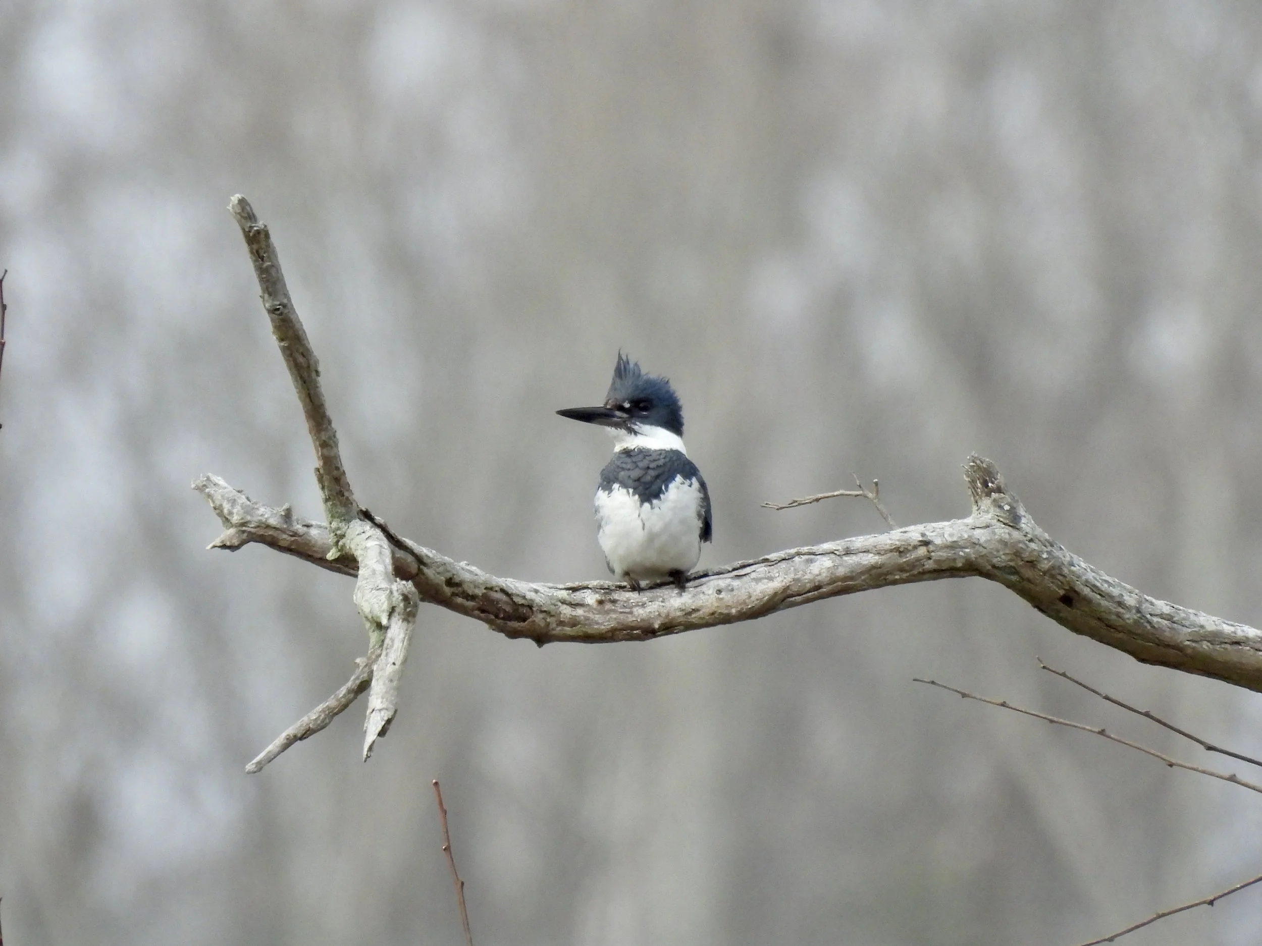 Friday Morning Birders - Arshamomaque Preserve