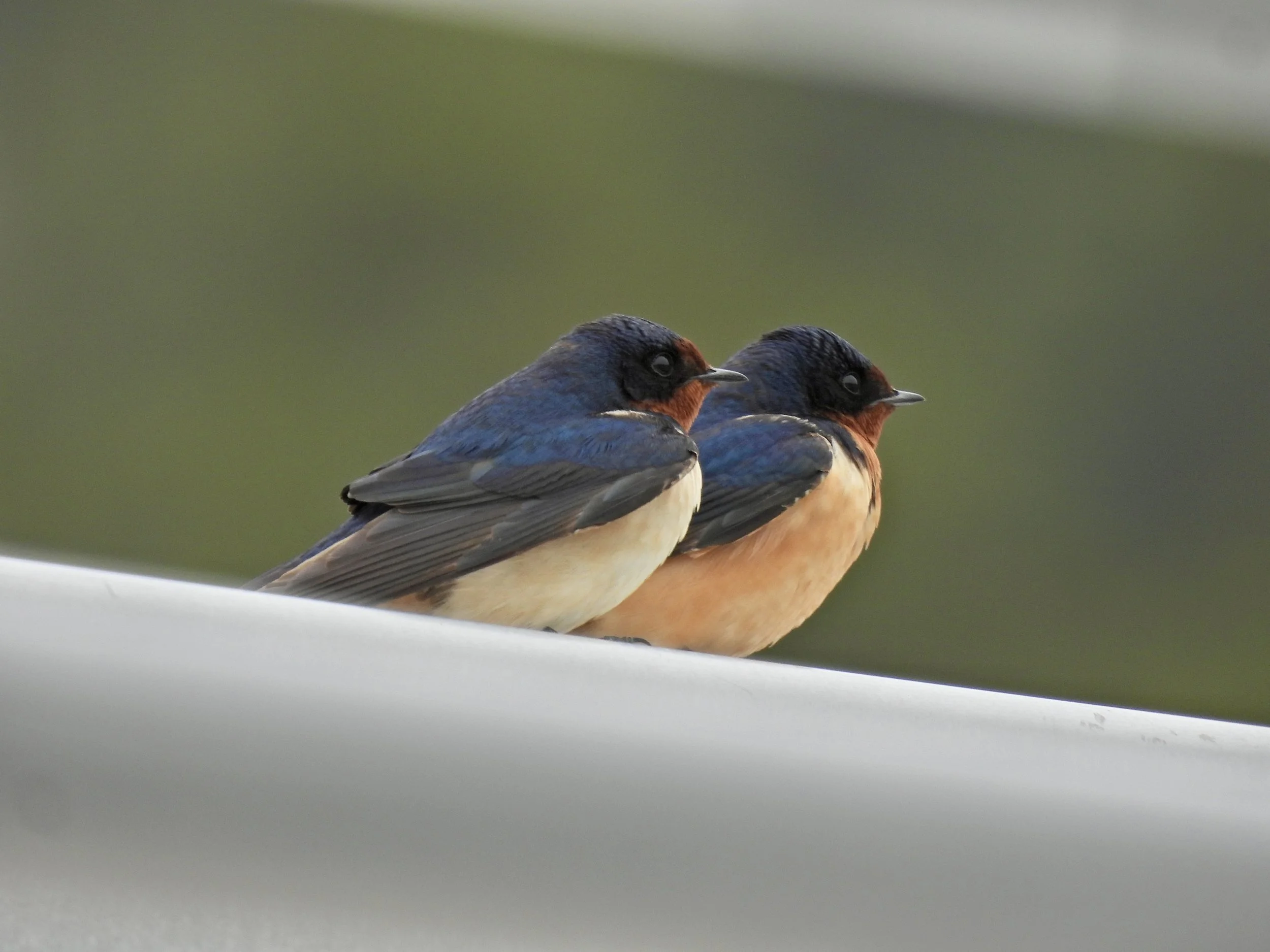 Beginner Birder with Tom Damiani