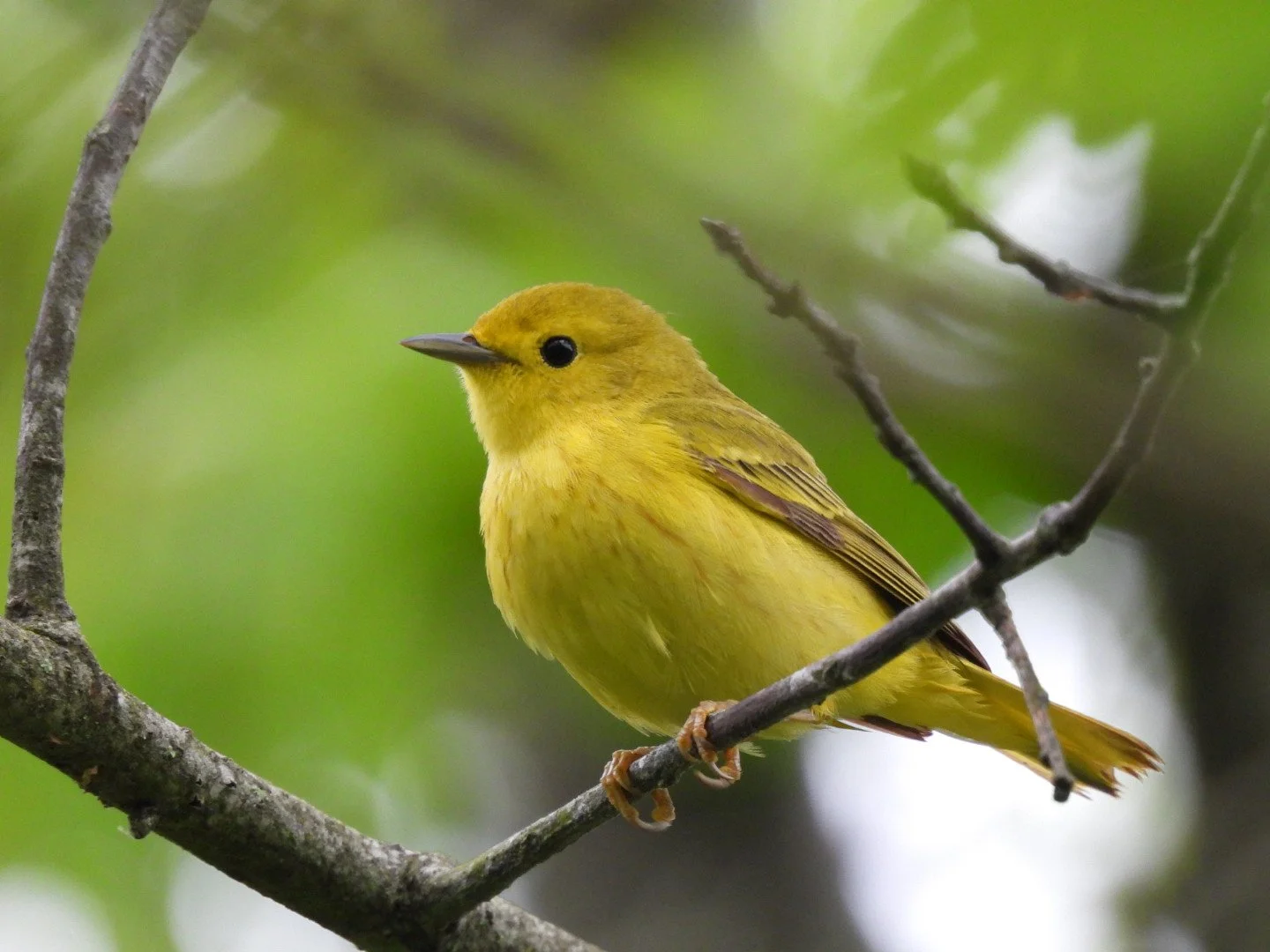 Friday Morning Birders - Jack Levin Preserve 