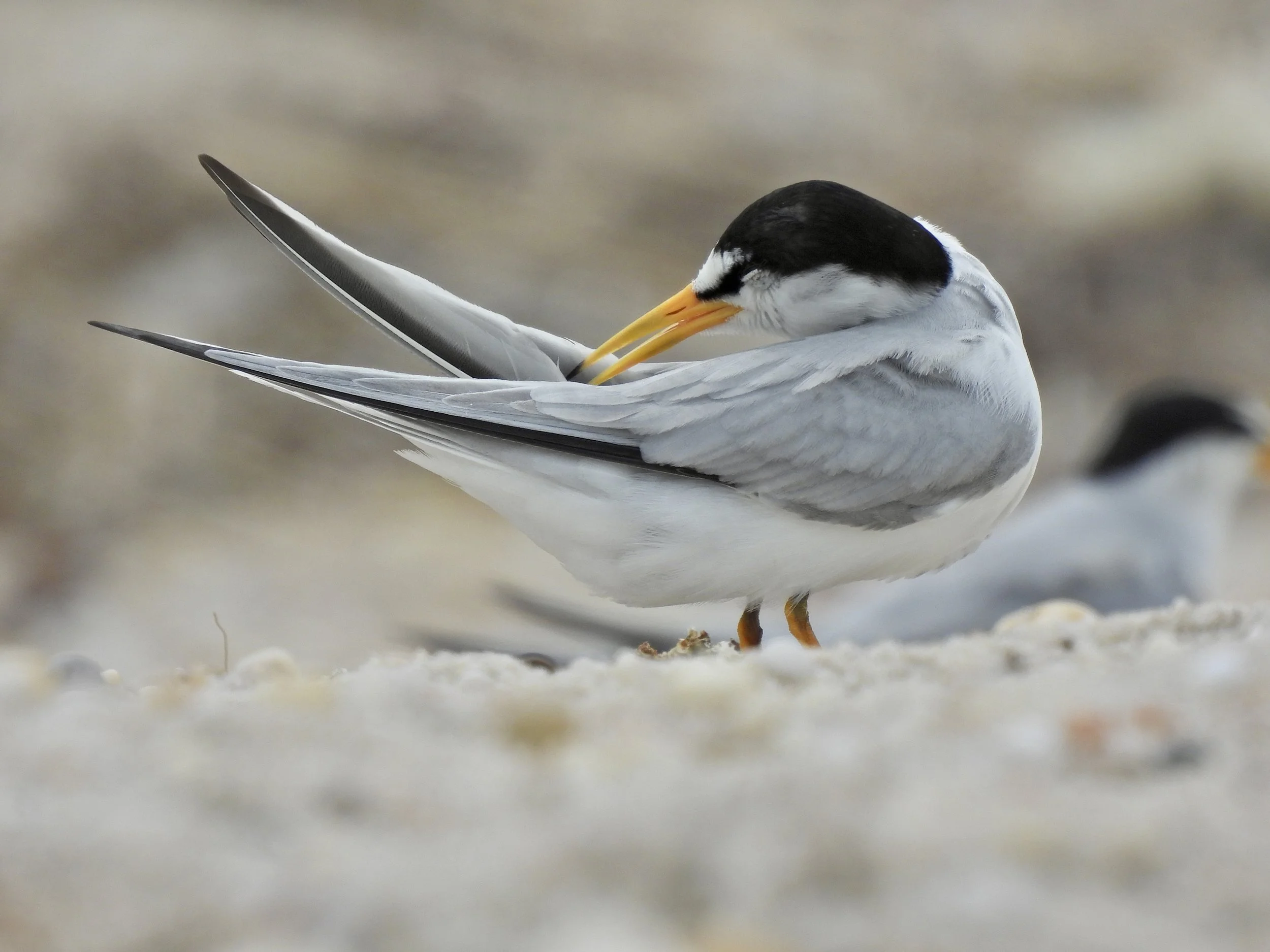 Tuesdays with Tom - Soundview Dunes County Park