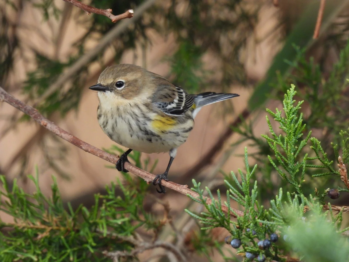 Friday Morning Birders - Granttham Preserve