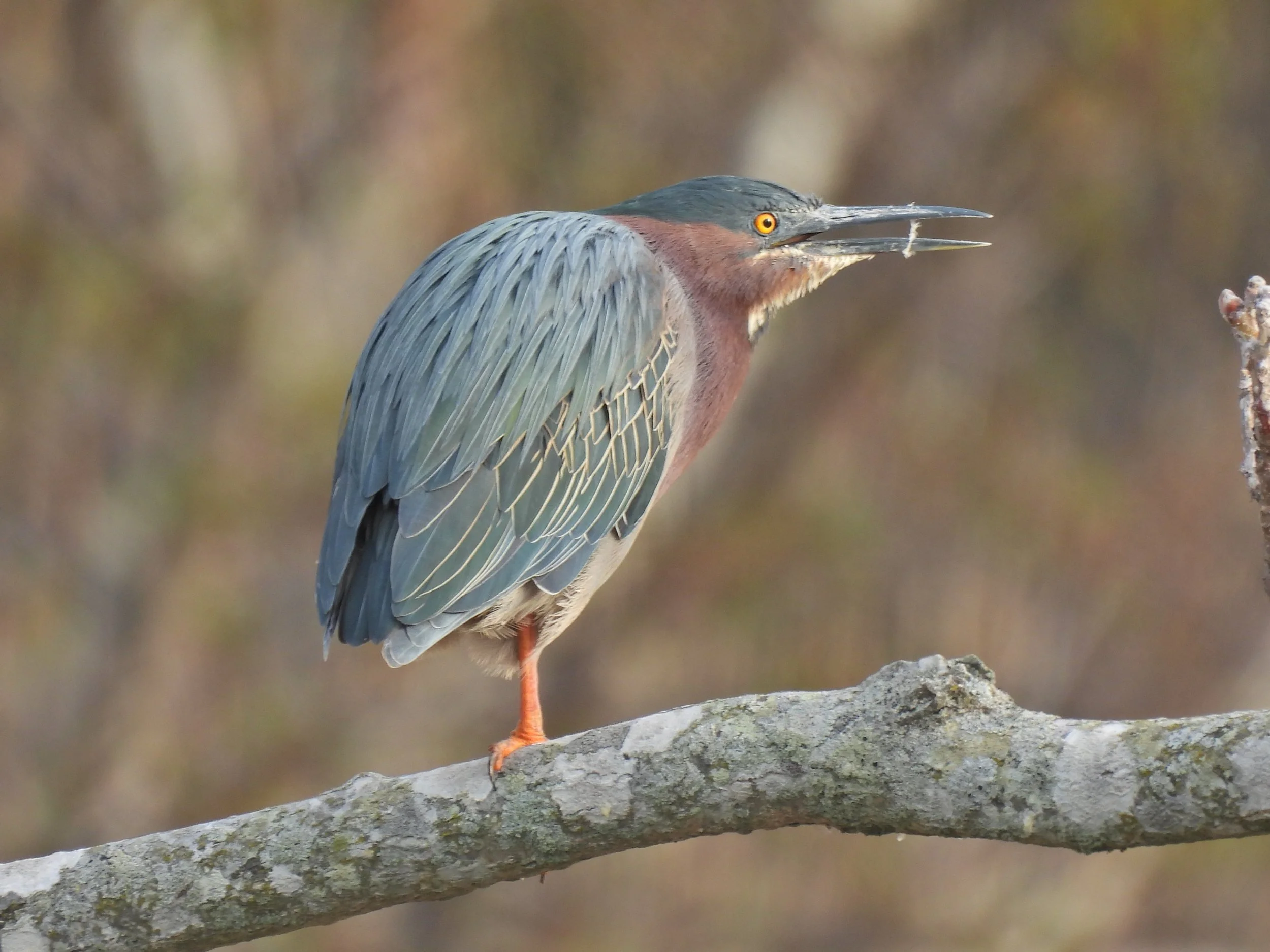Tuesdays with Tom - Ruth Oliva Preserve at Dam Pond