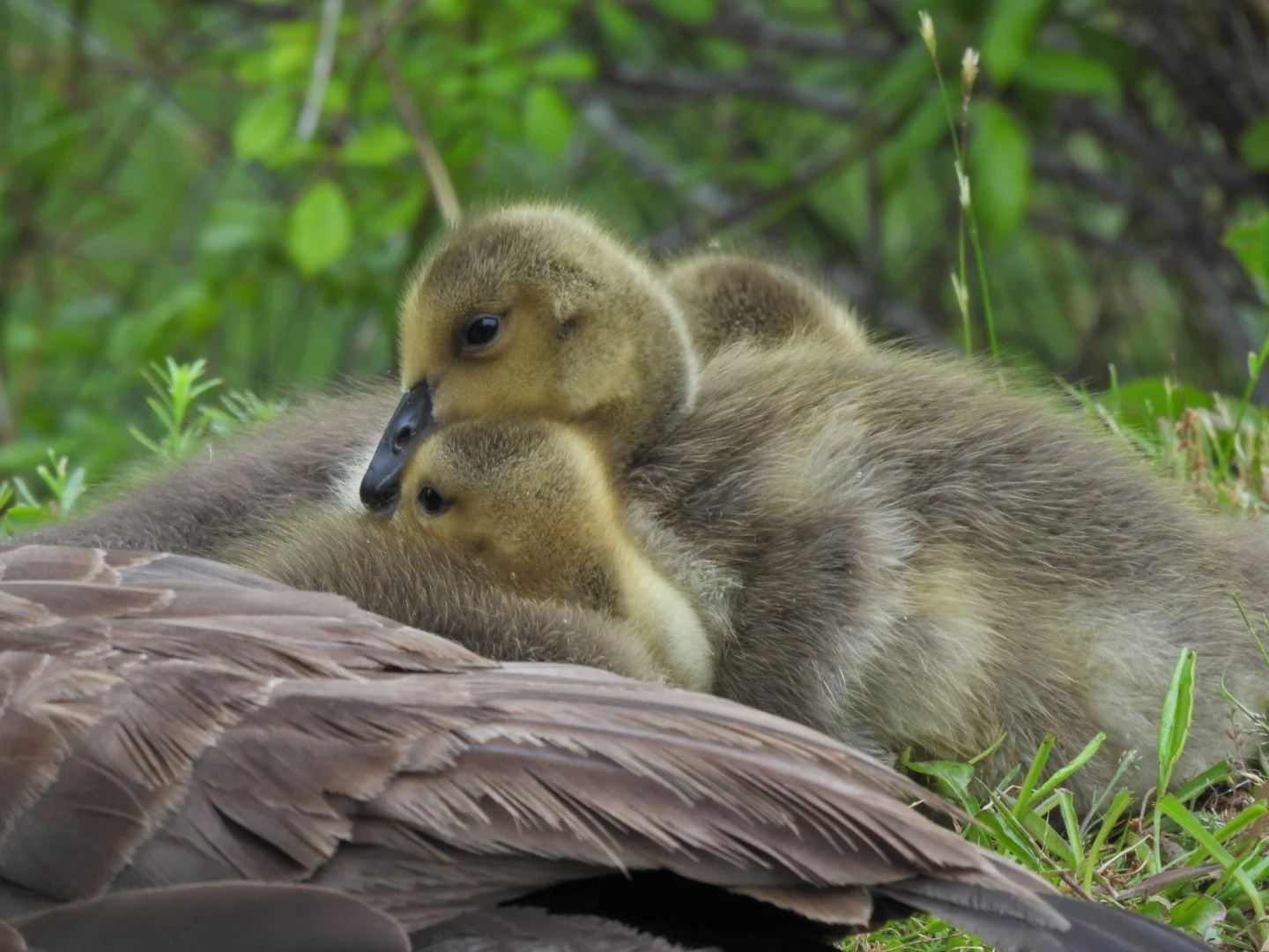 Friday Morning Birders - Mindful Birding