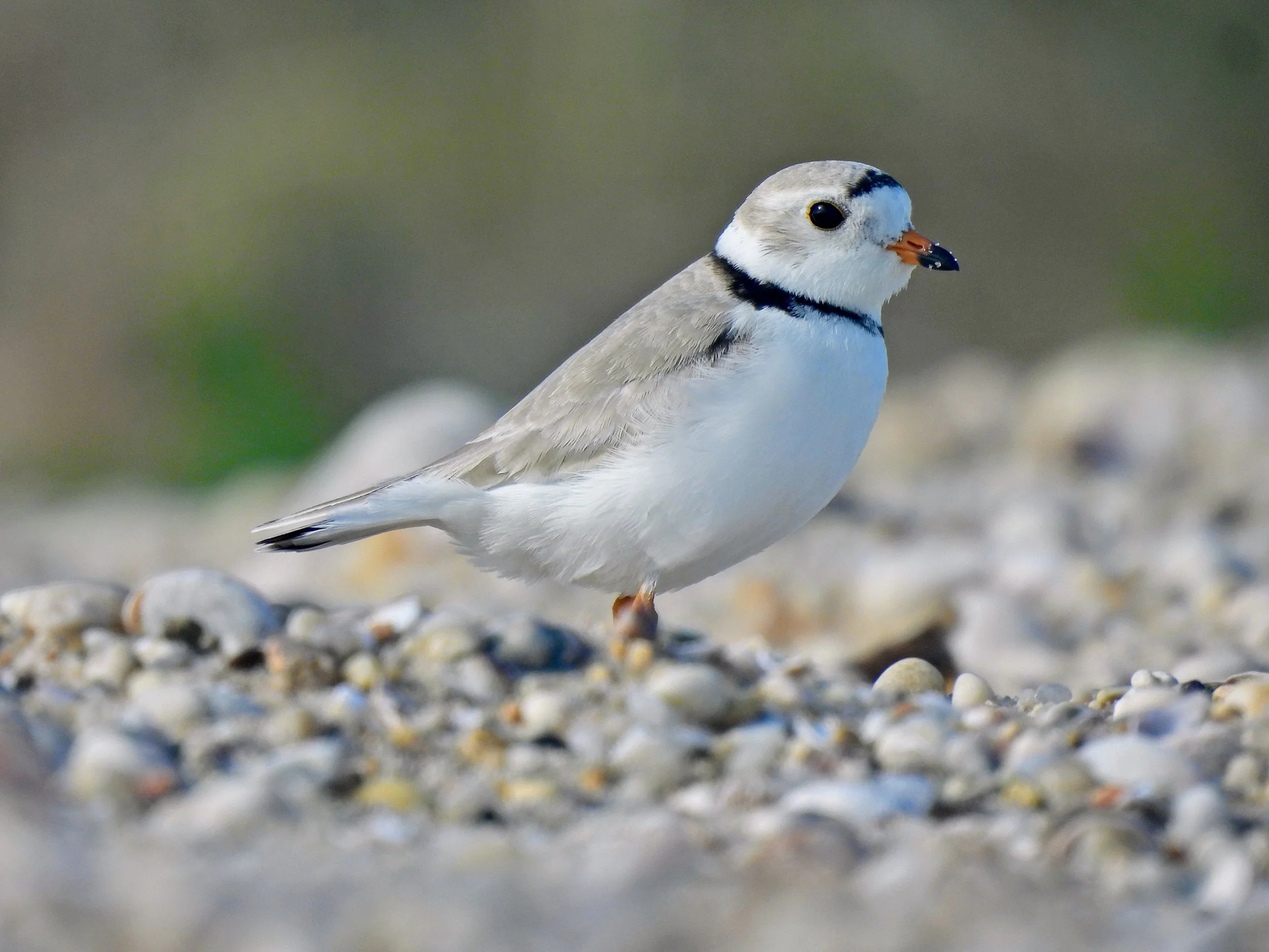 Tuesdays with Tom - North Fork Preserve