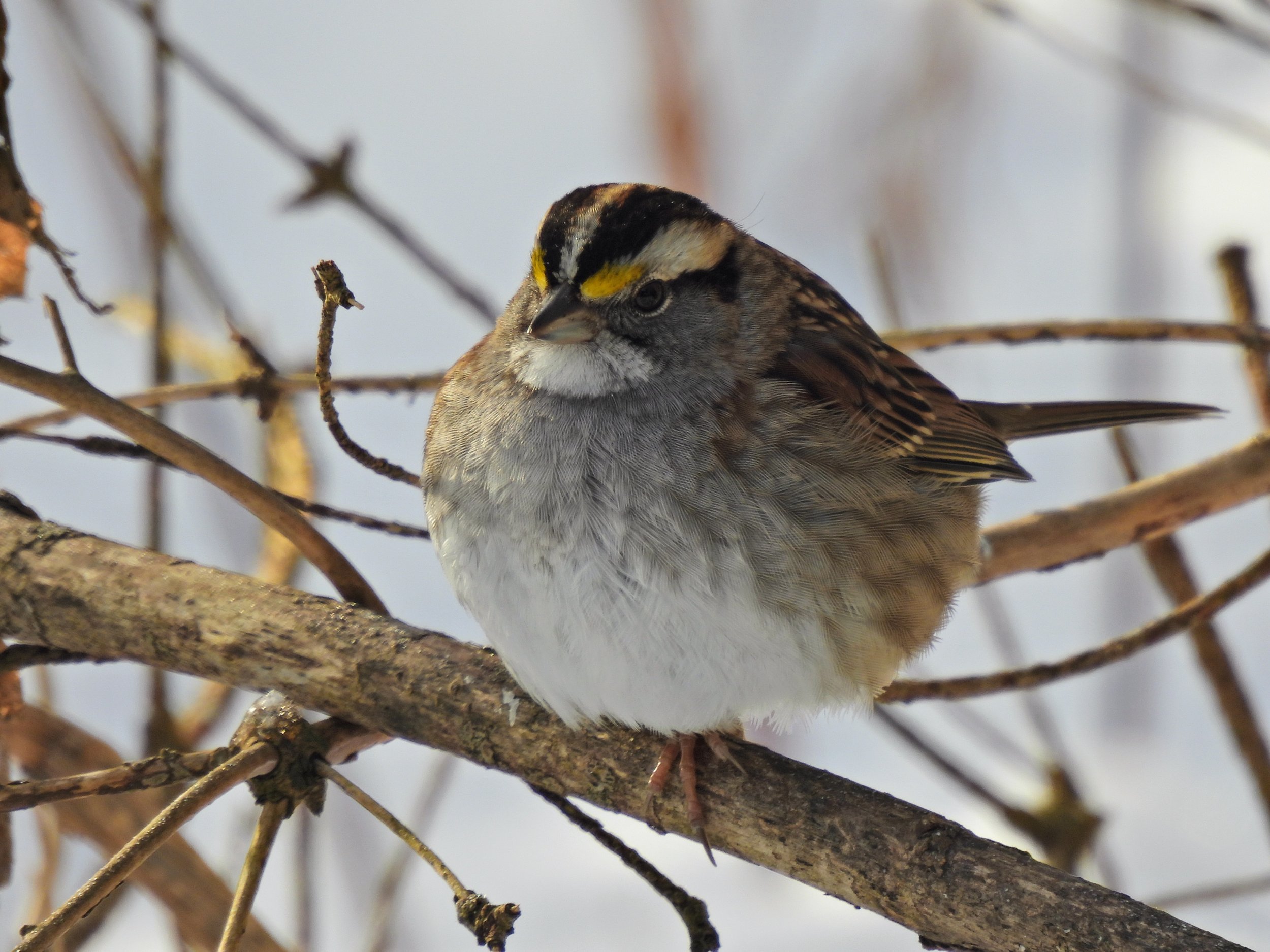 Beginner Birder with Tom Damiani 
