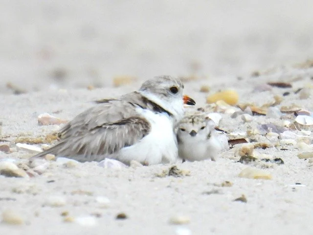 Friday Morning Birders - TBA 