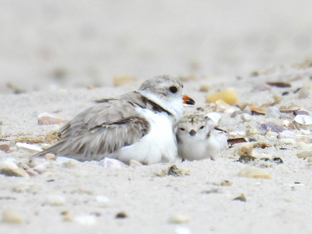 Past Events — North Fork Audubon Society