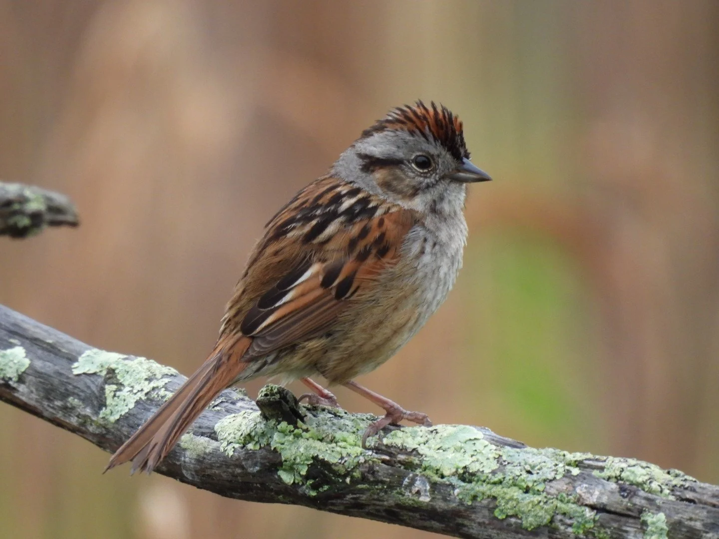 Beginner Birder with Tom Damiani