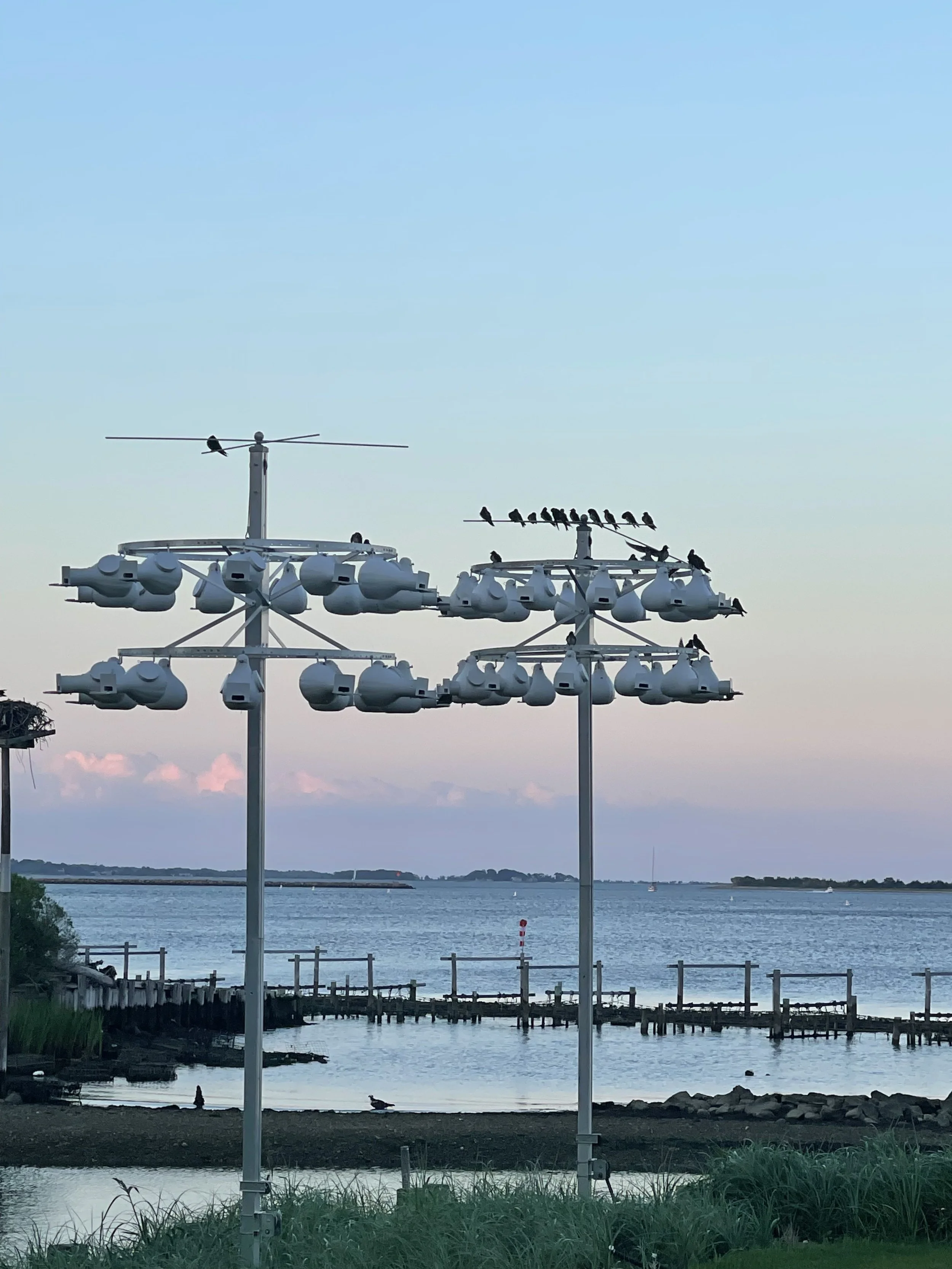 Tuesdays with Tom - Purple Martin Nesting Colony