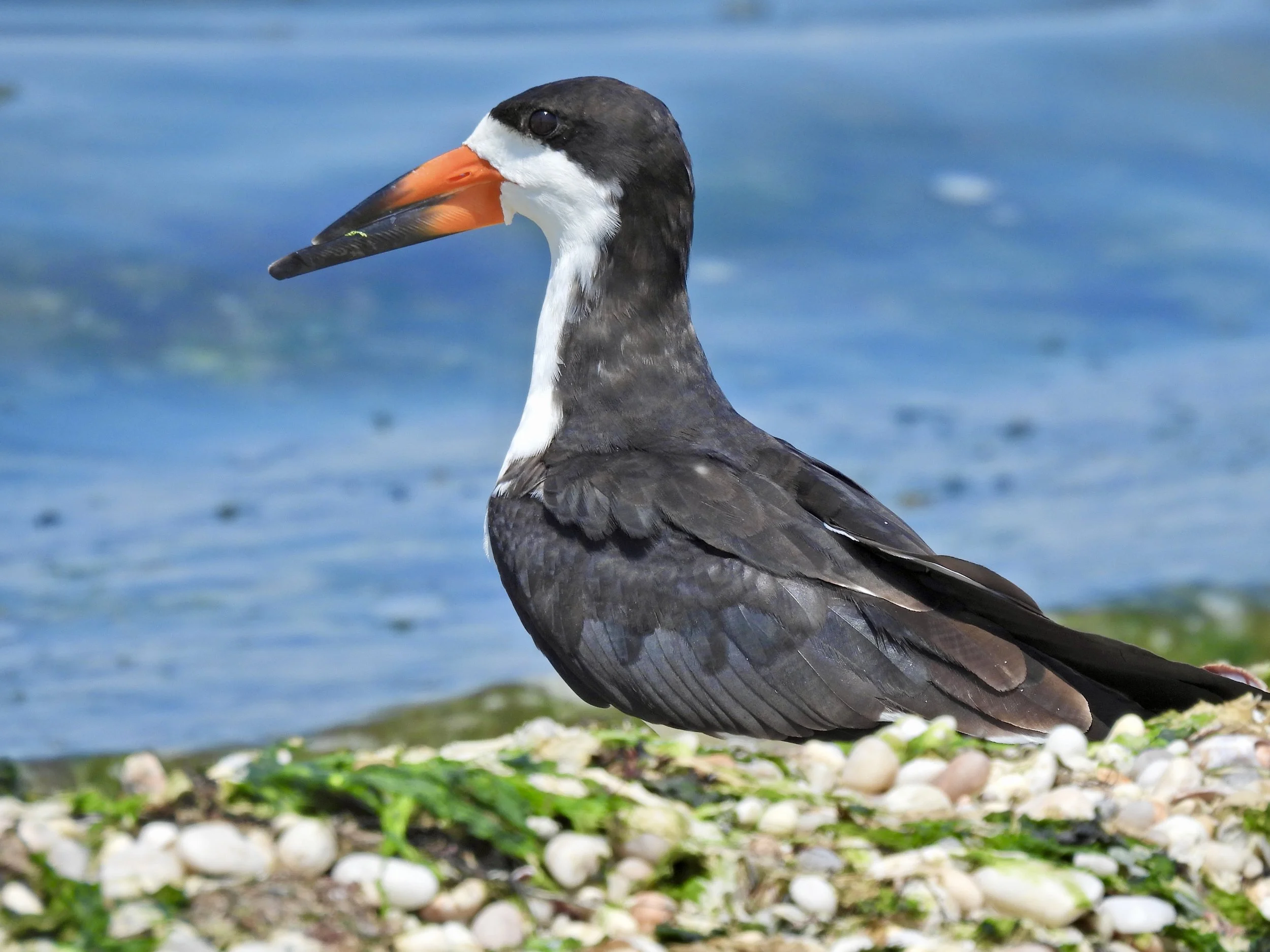 Beginner Birder with Tom Damiani 