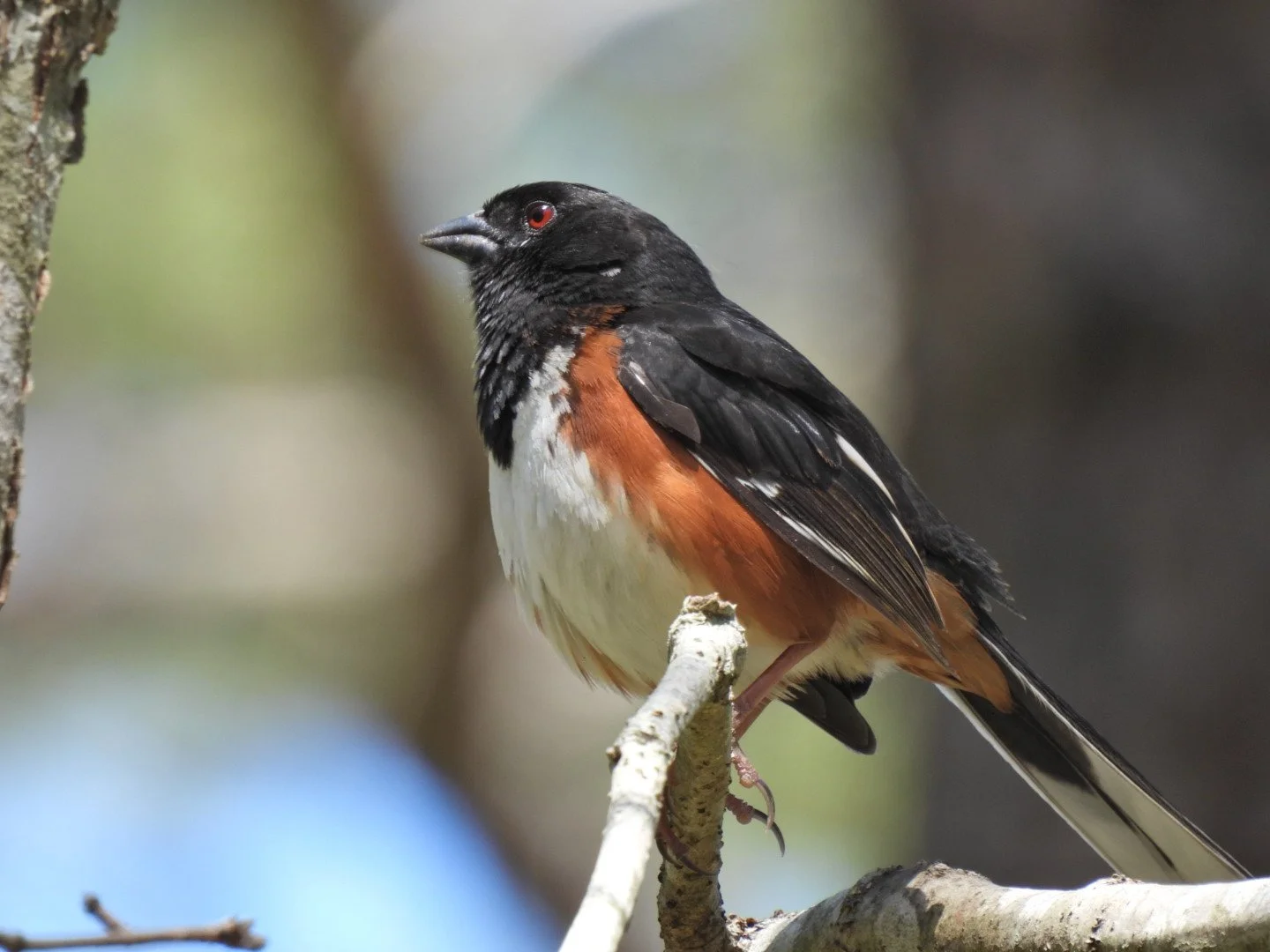Beginner Birder with Tom Damiani