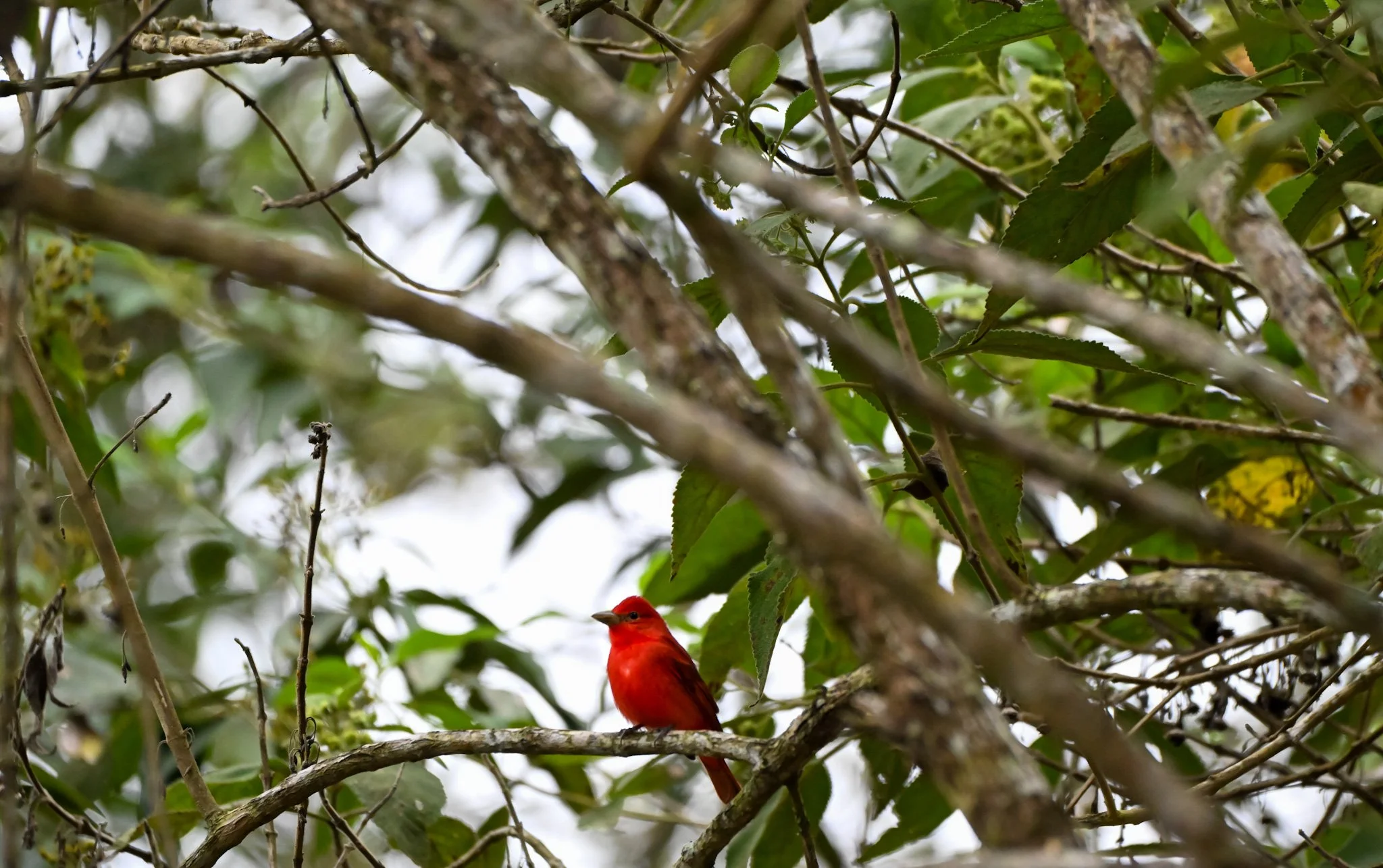 Birds without Borders: Photo Collection