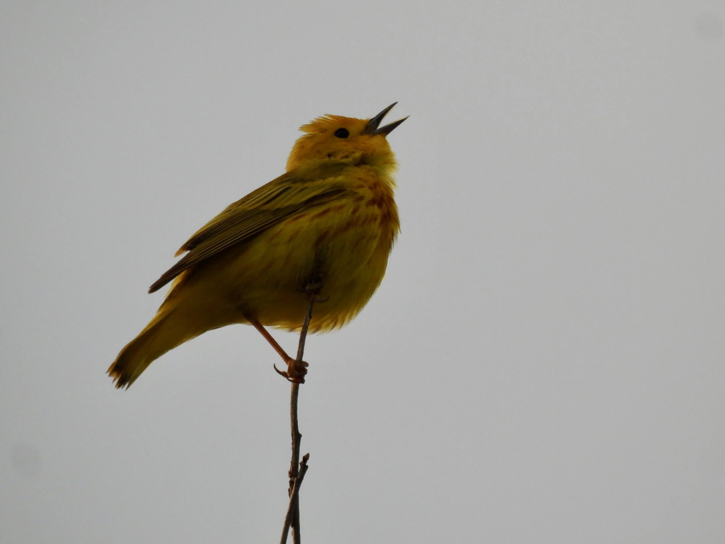 Sunday Morning Birding - Inlet Pond County Park 