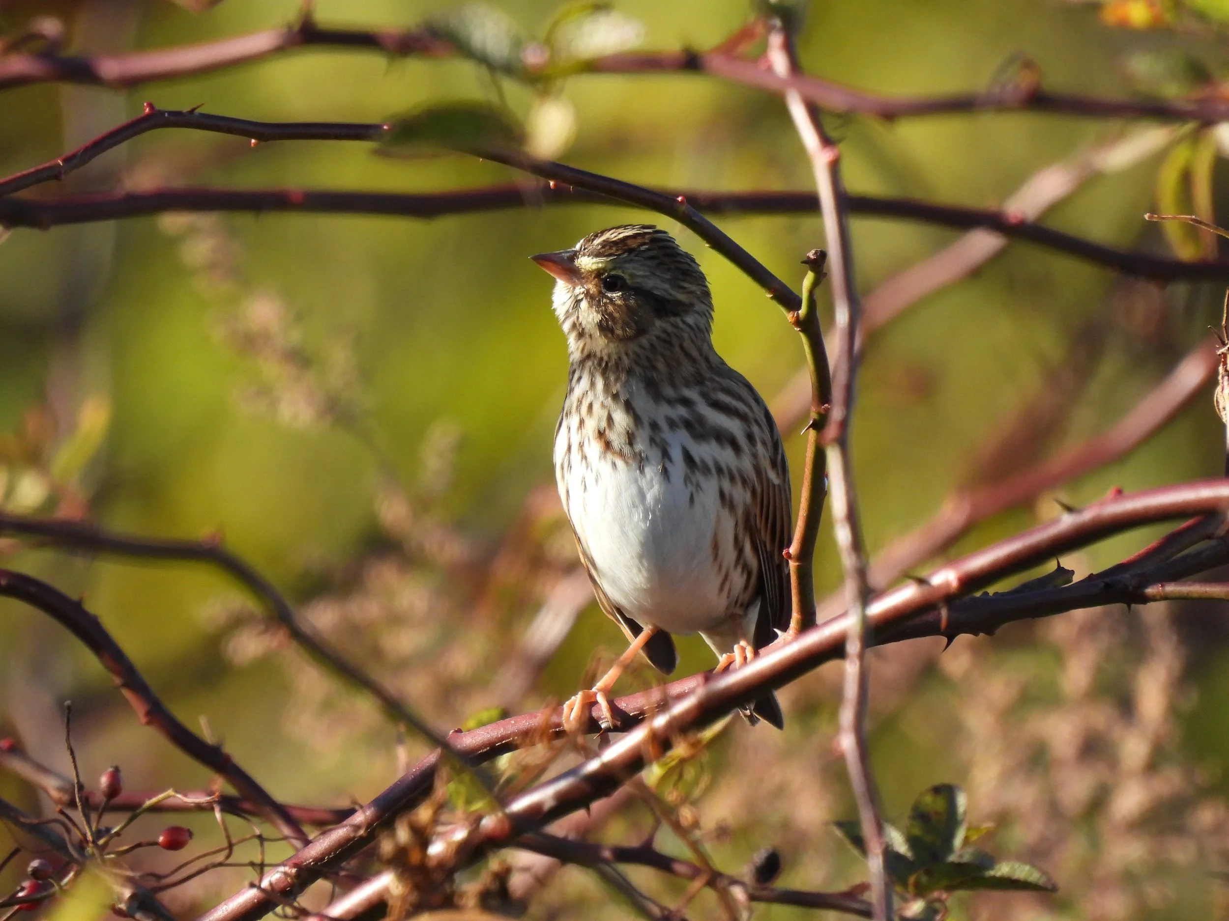 Friday Morning Birders - Hallockville Museum Farm