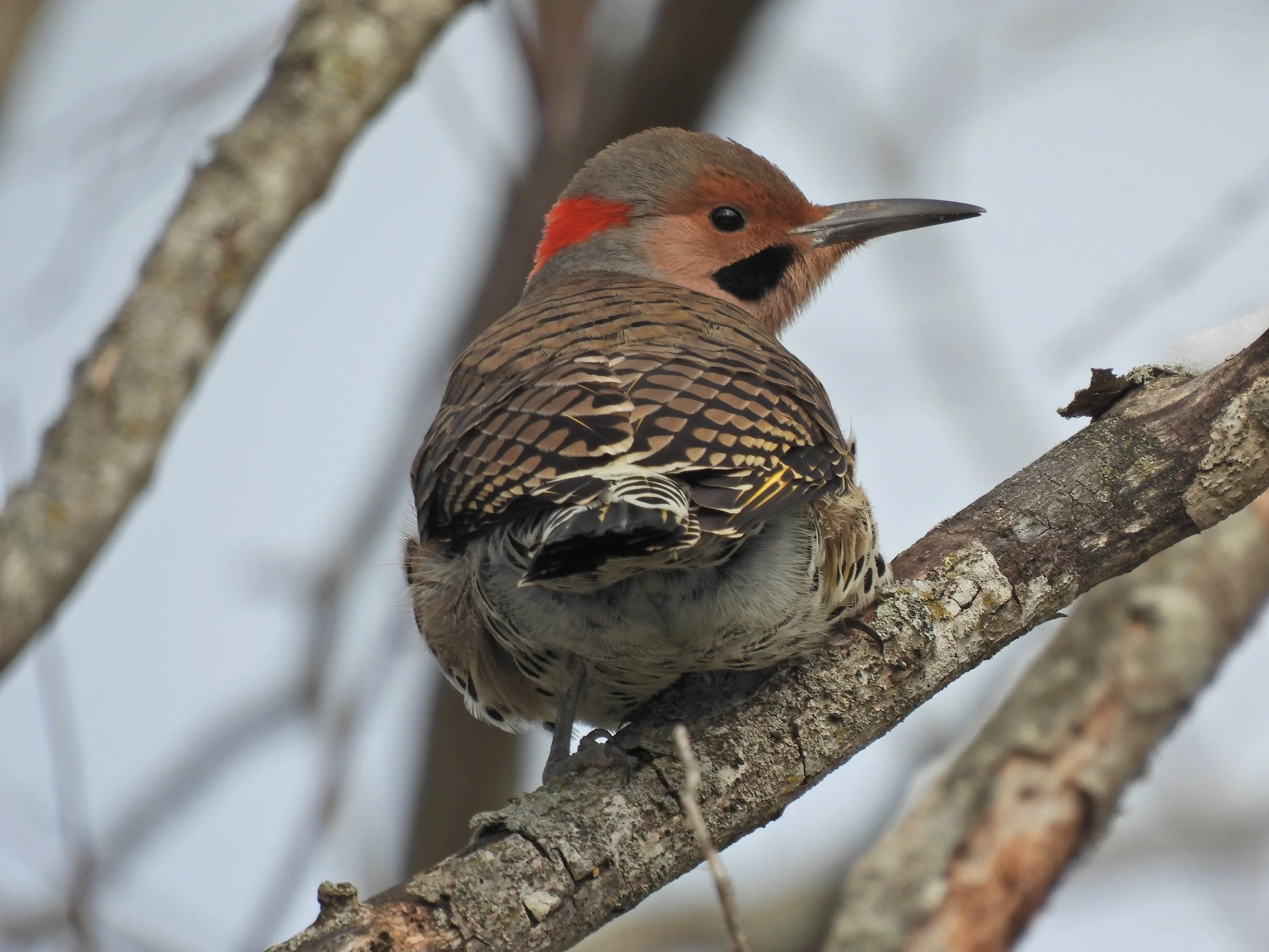 Beginner Birder with Tom Damiani