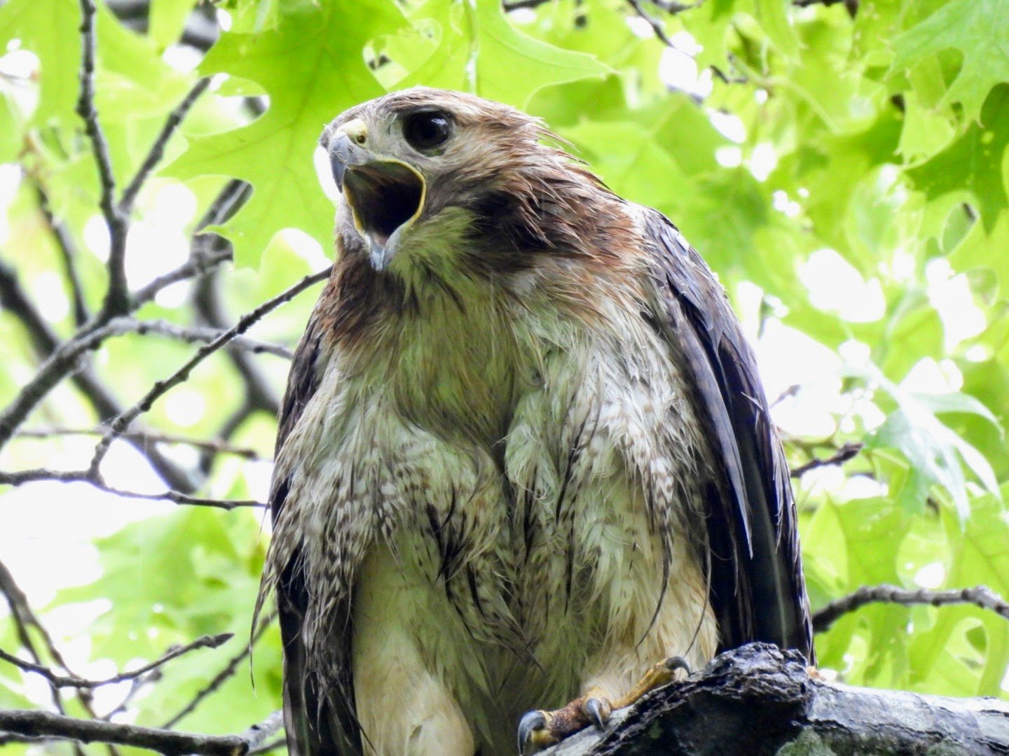 Tuesdays with Tom - Hawk Watch, Robert Moses State Park