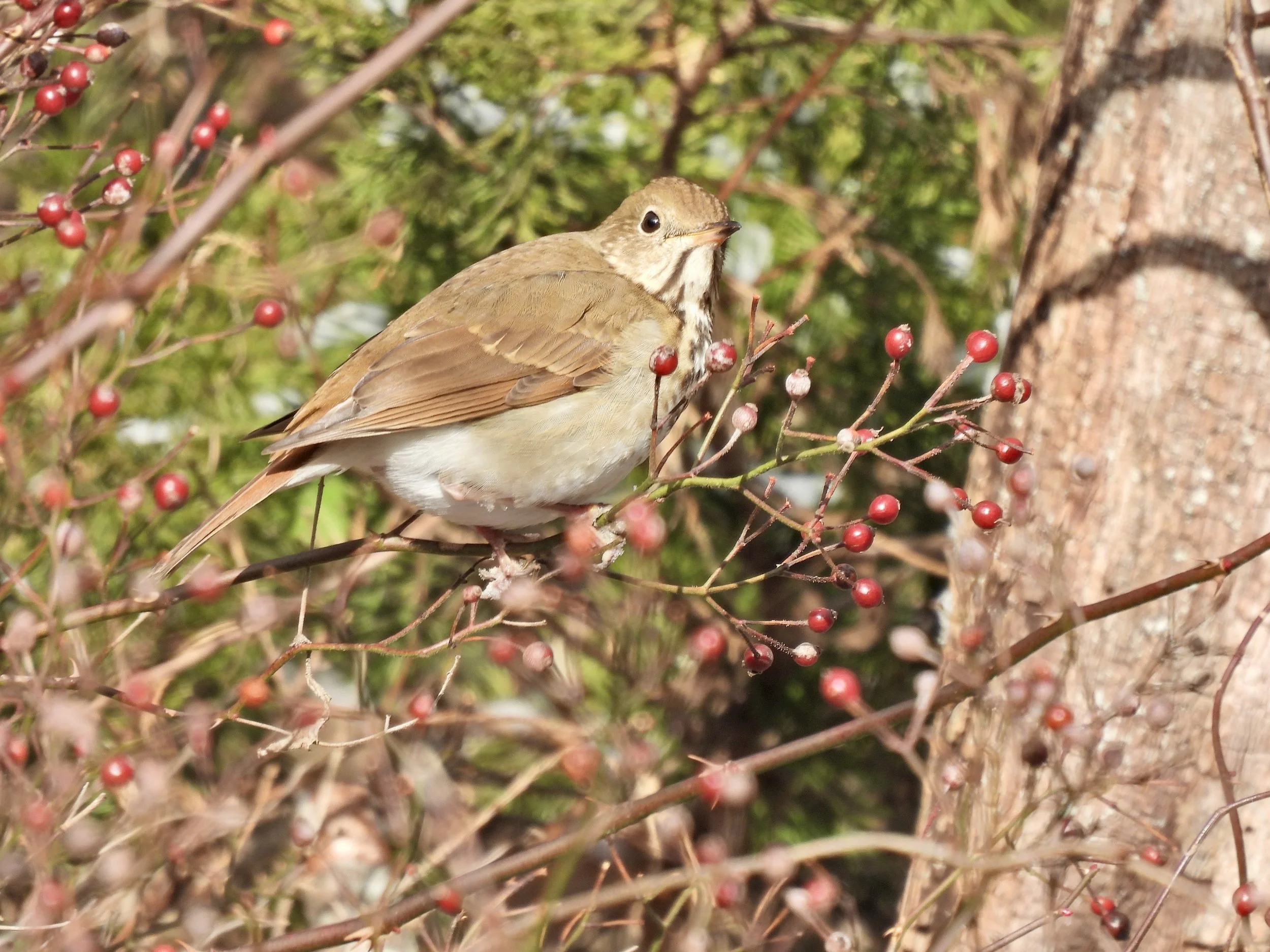 Hermit Thrush by J. Jensen.JPG