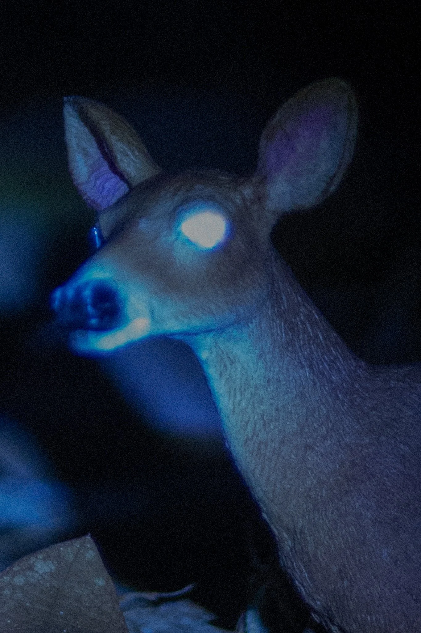 deer close up.jpg
