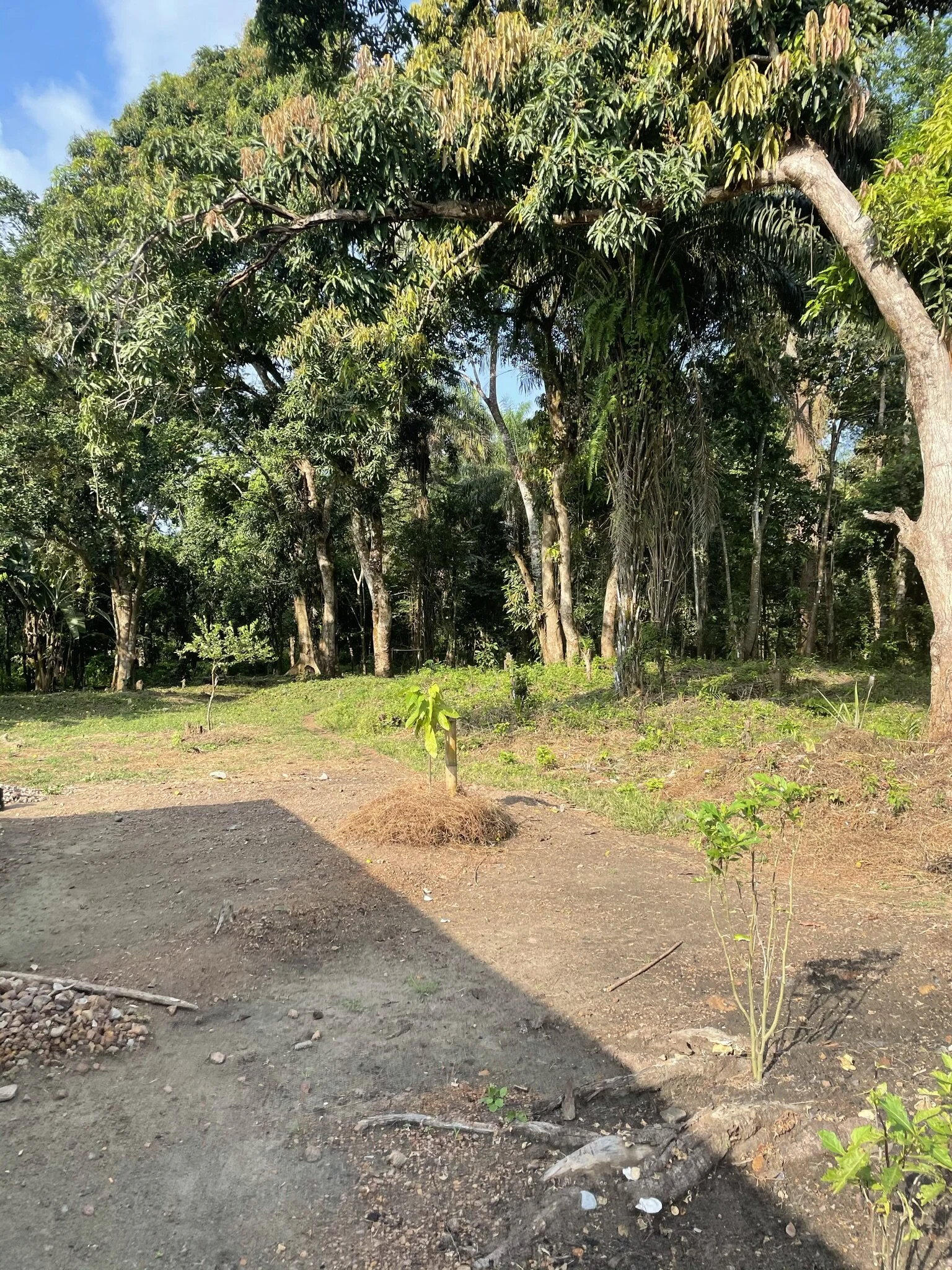 IMG_8529.jpeg