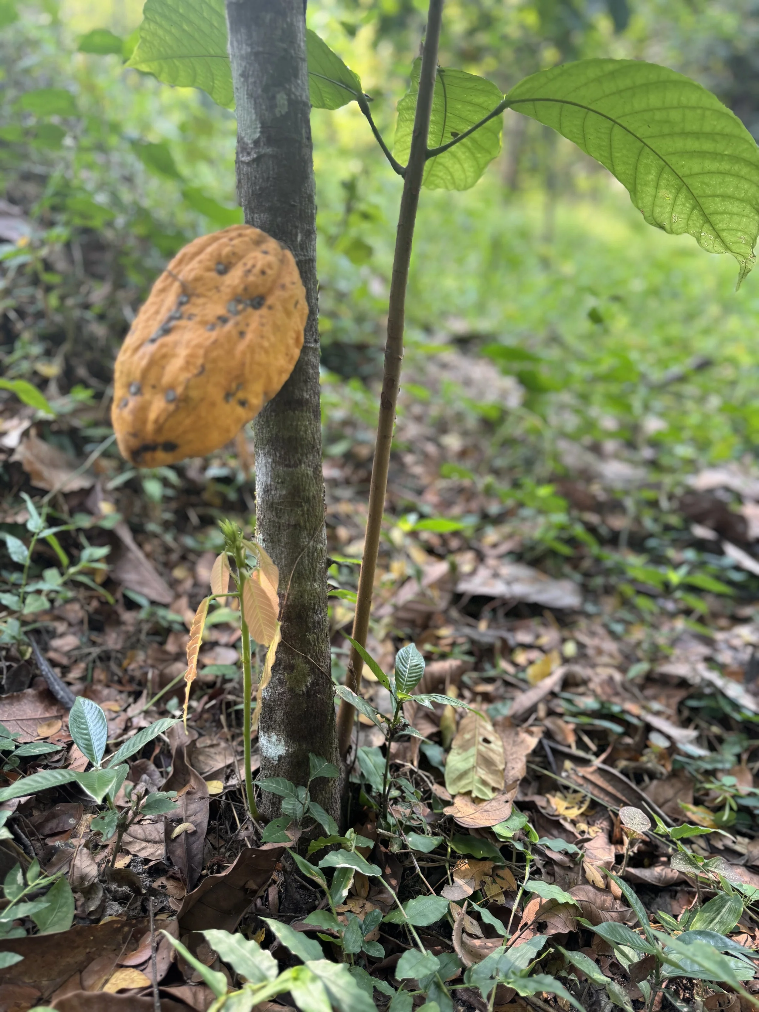 Cacao.jpeg