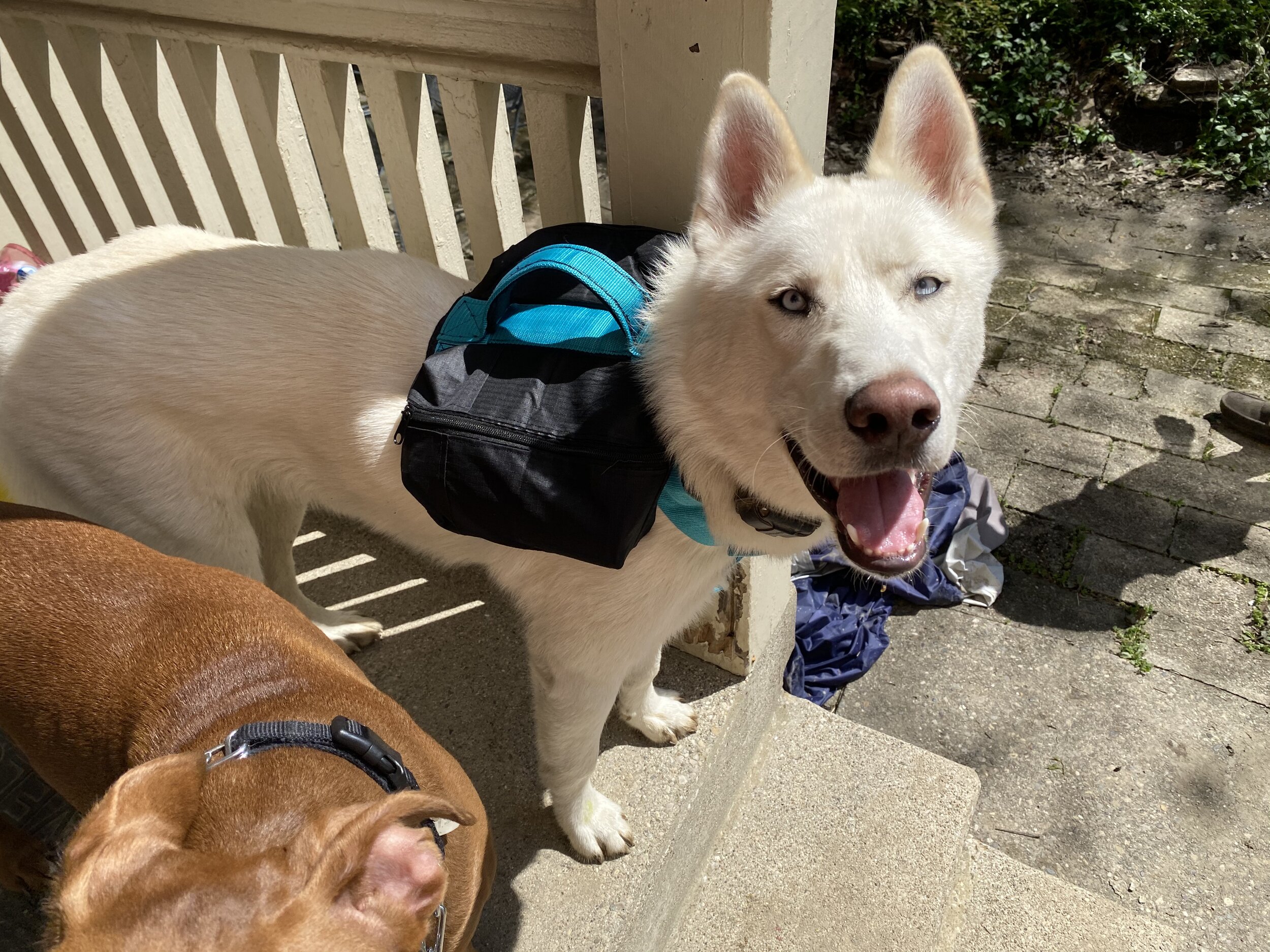 Doggie Backpack
