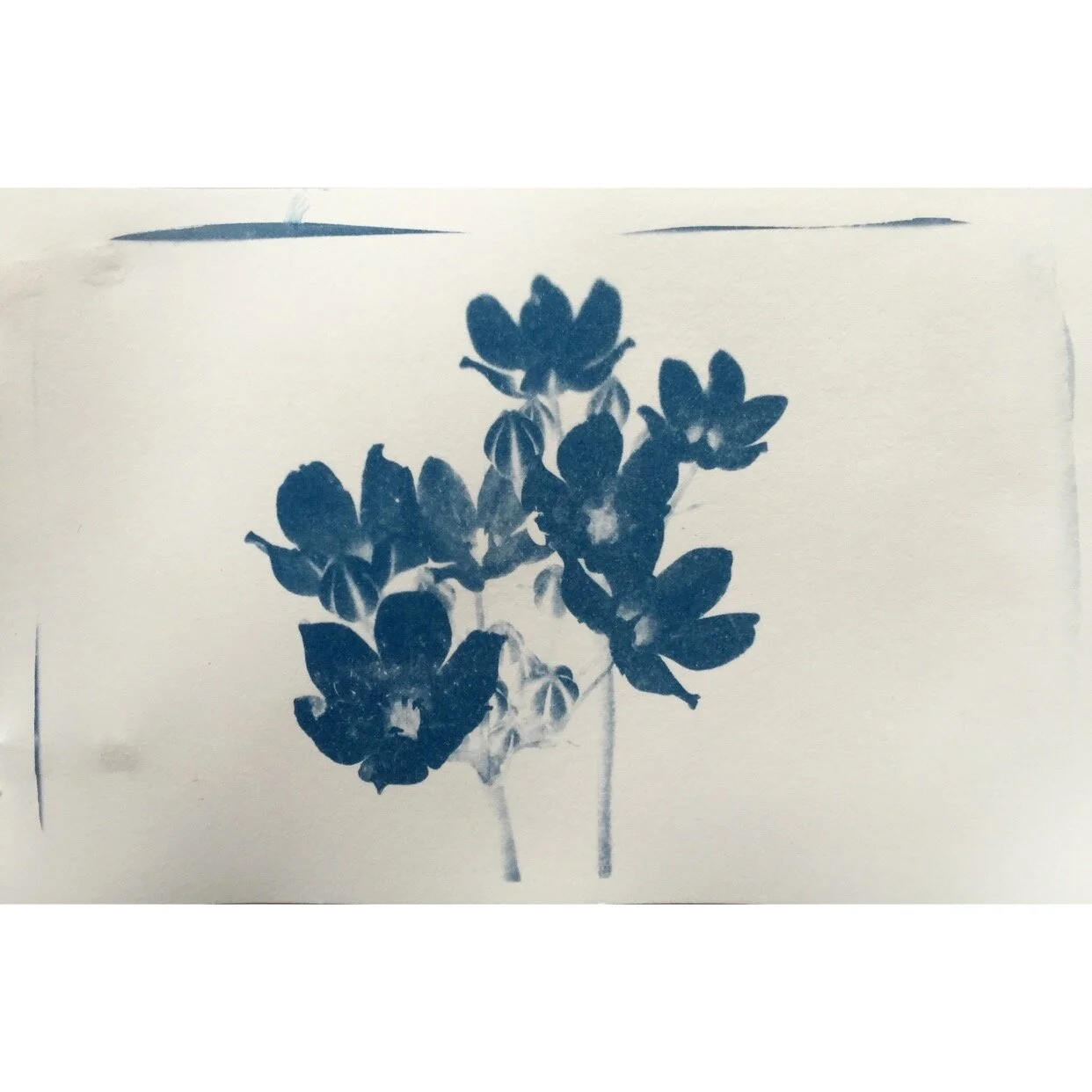  Wild Hyacinth   $40
