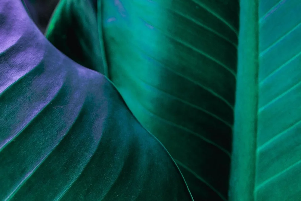 About us — Plantik Biosciences