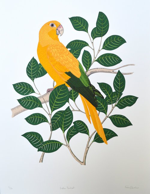 Golden_Parakeet_Fanny_Shorter.jpg