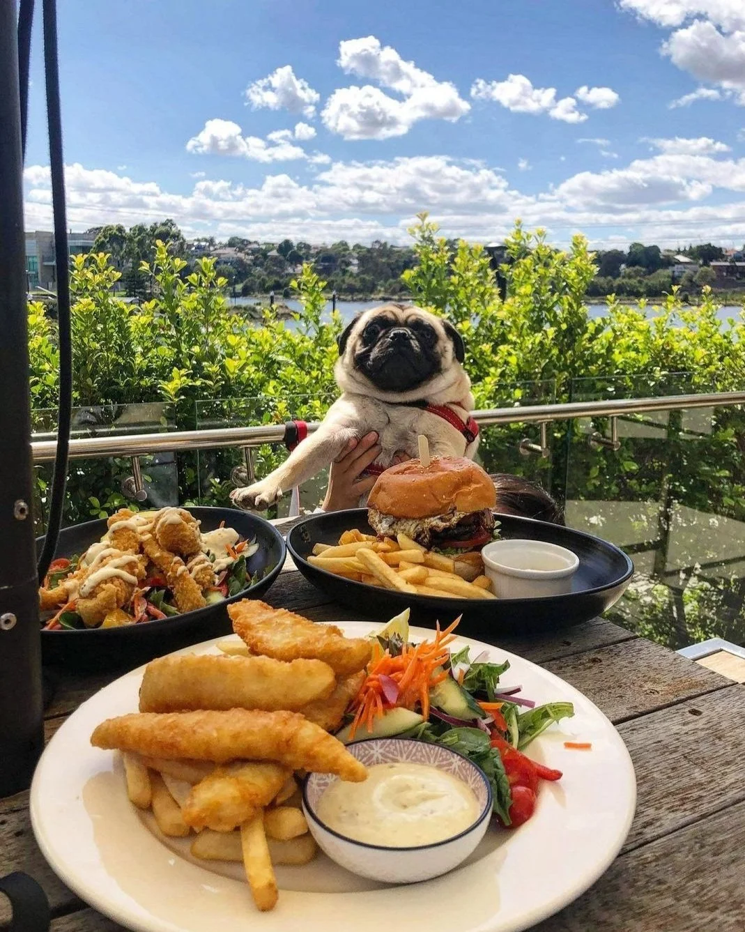 dog.jpg
