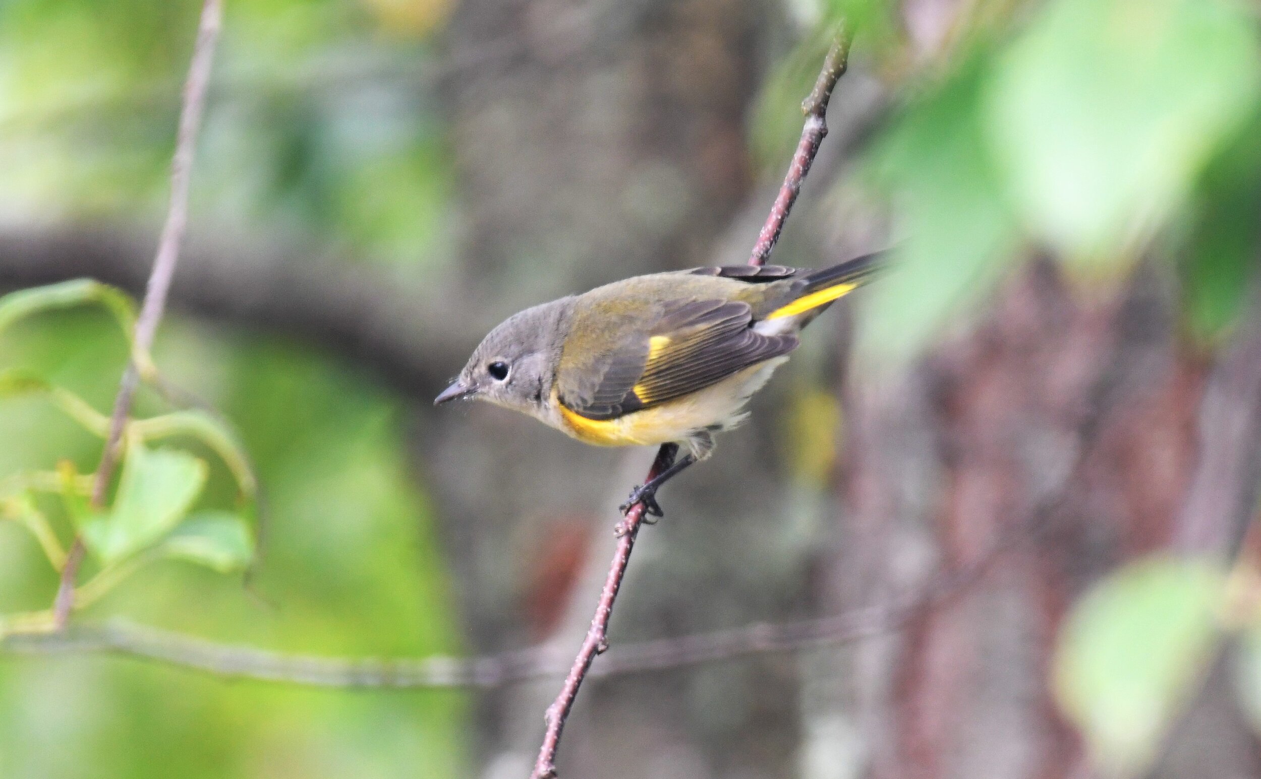 yellowwarbler5.JPG