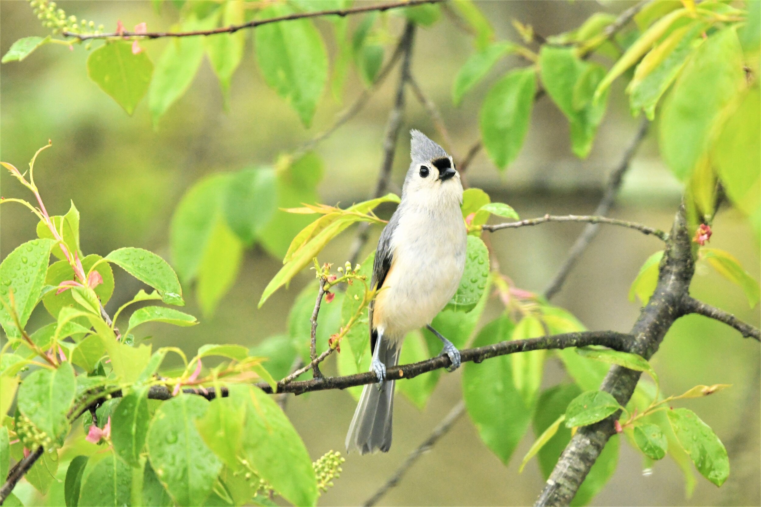 Tufted titmouse