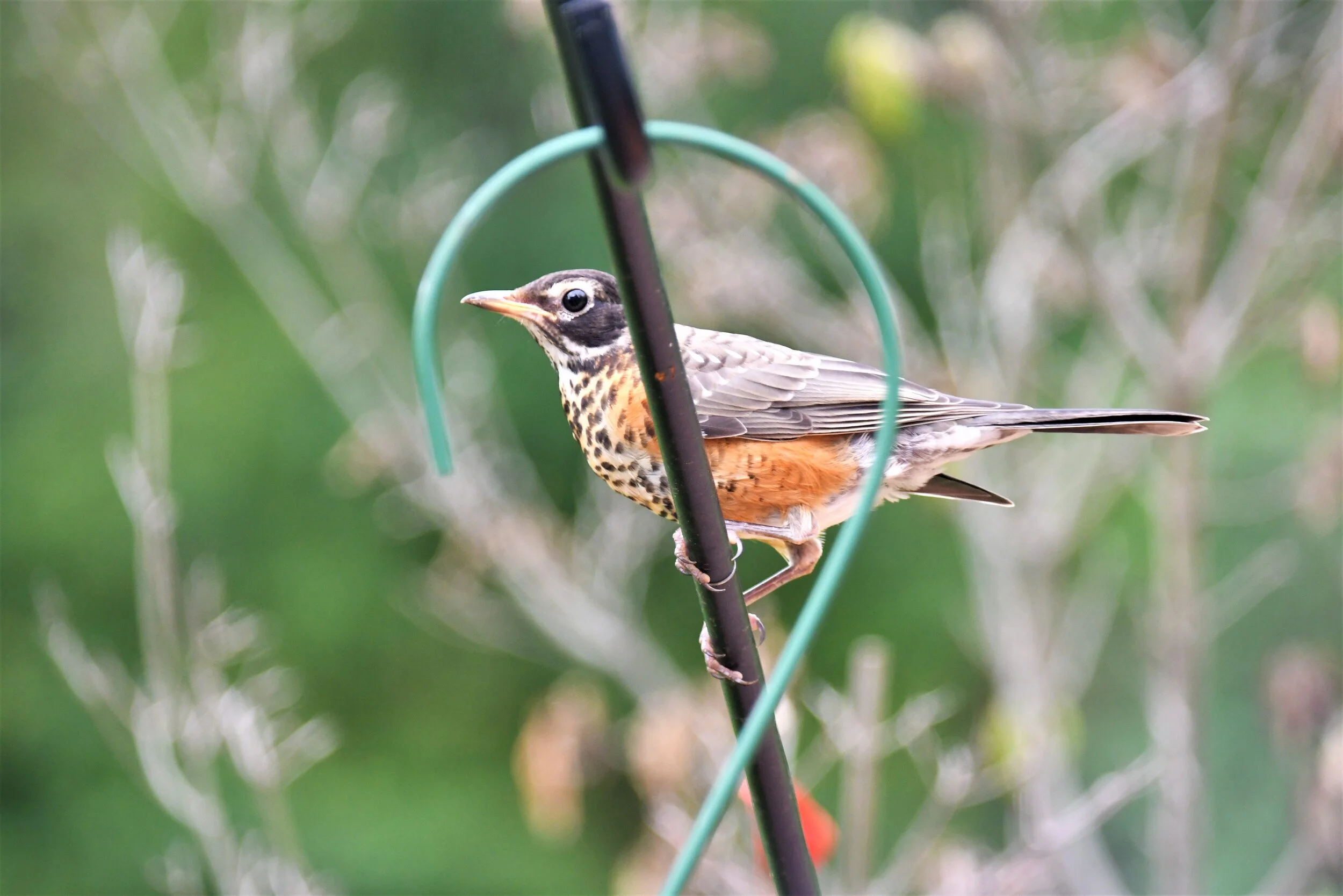 American robin